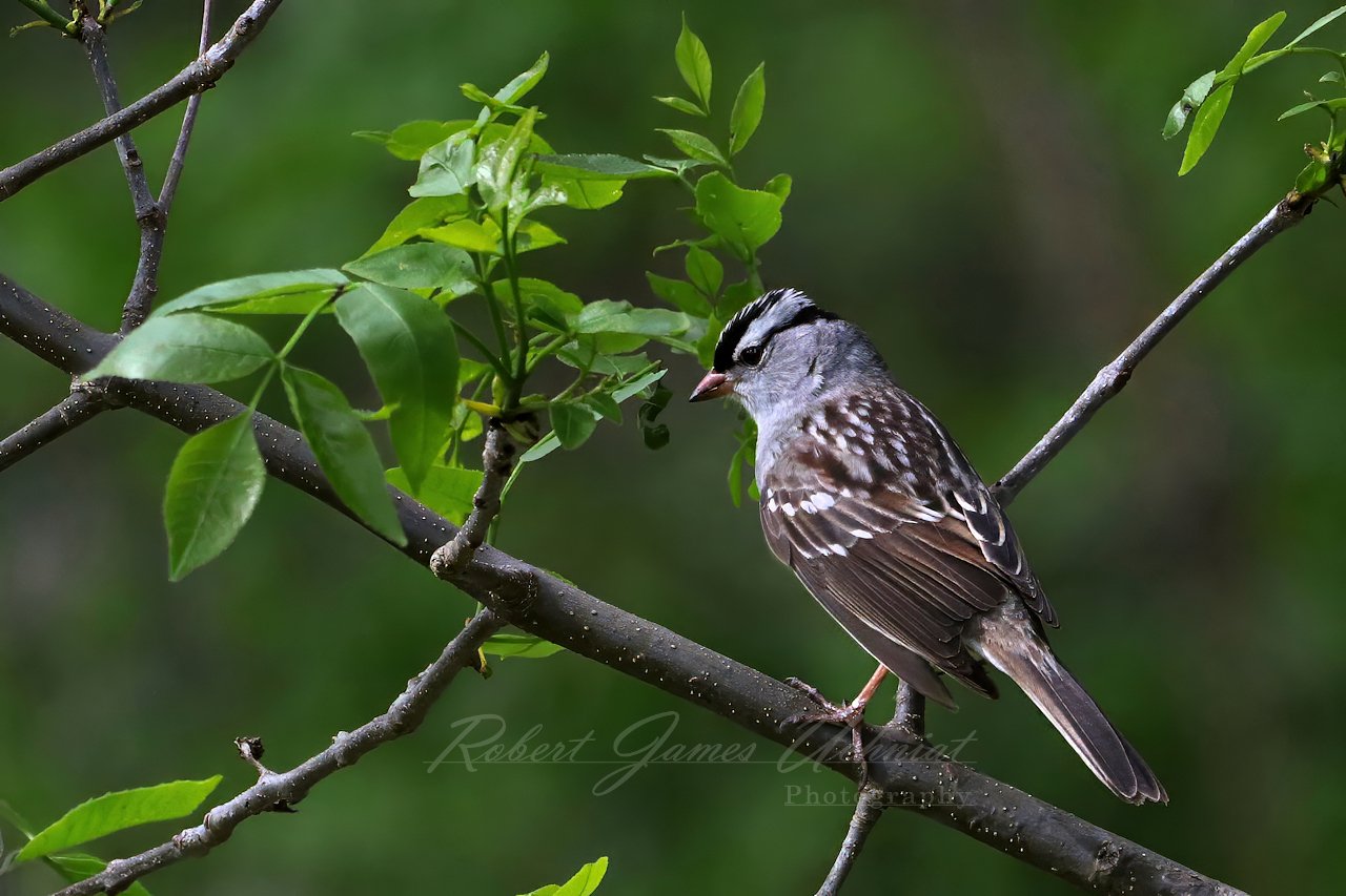 White Crowned Sparrow on a branch