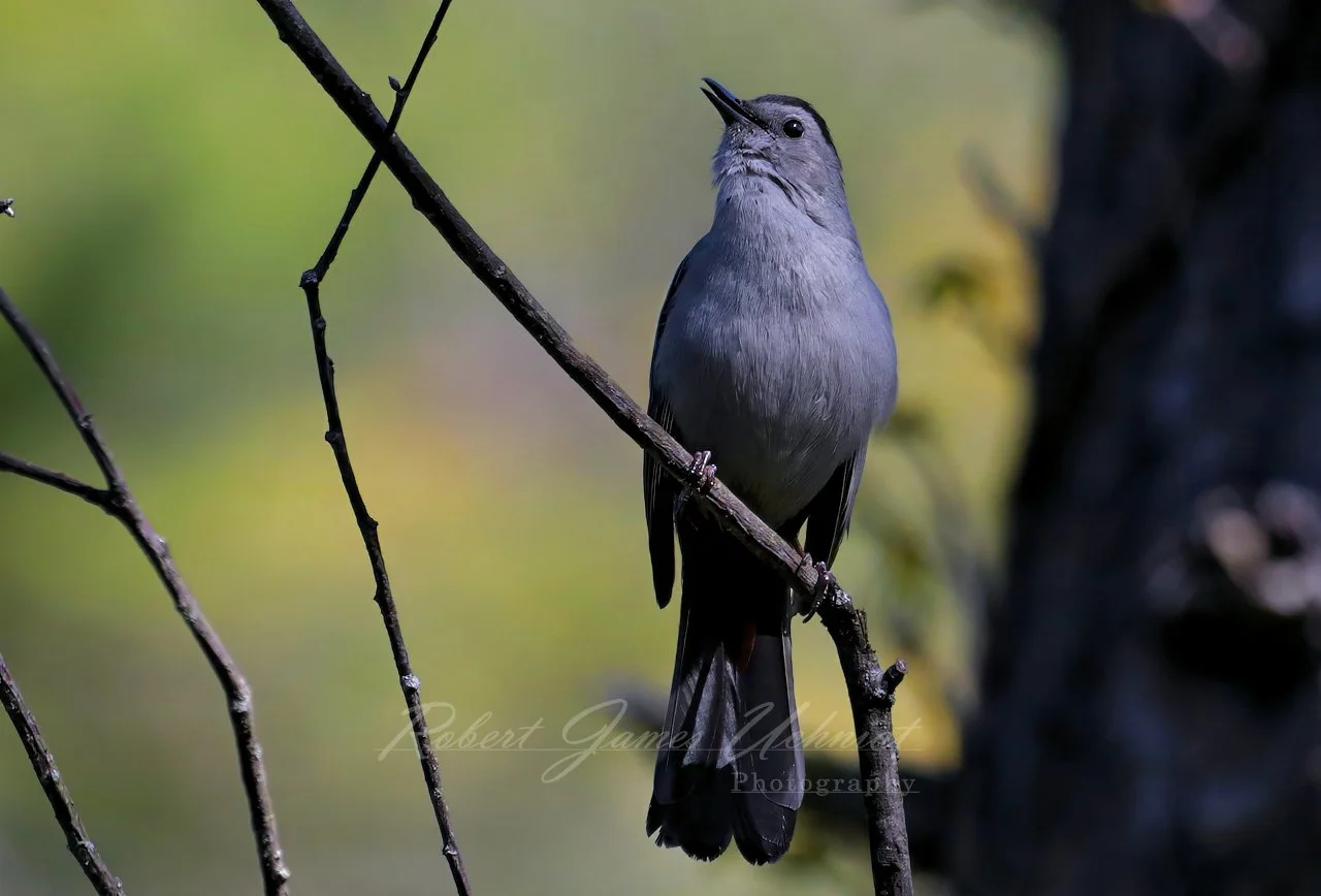 Gray Catbird on branch 25.jpg