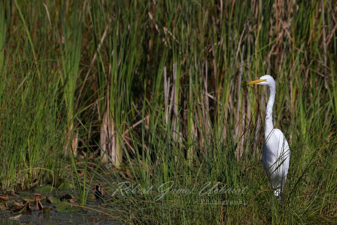 Great Egret in reeds 2 25.jpg