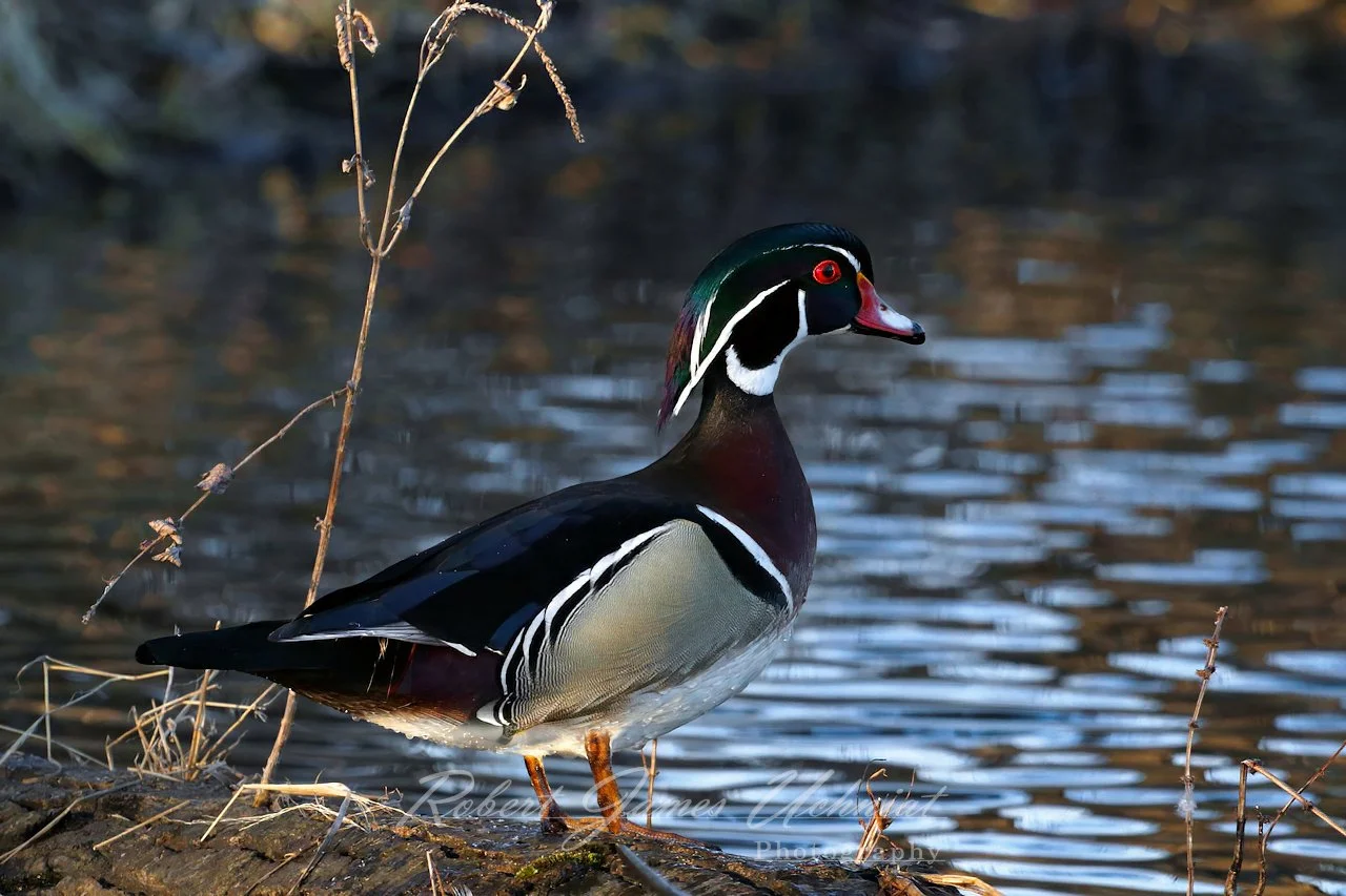 Wood Duck at the edge of a pond