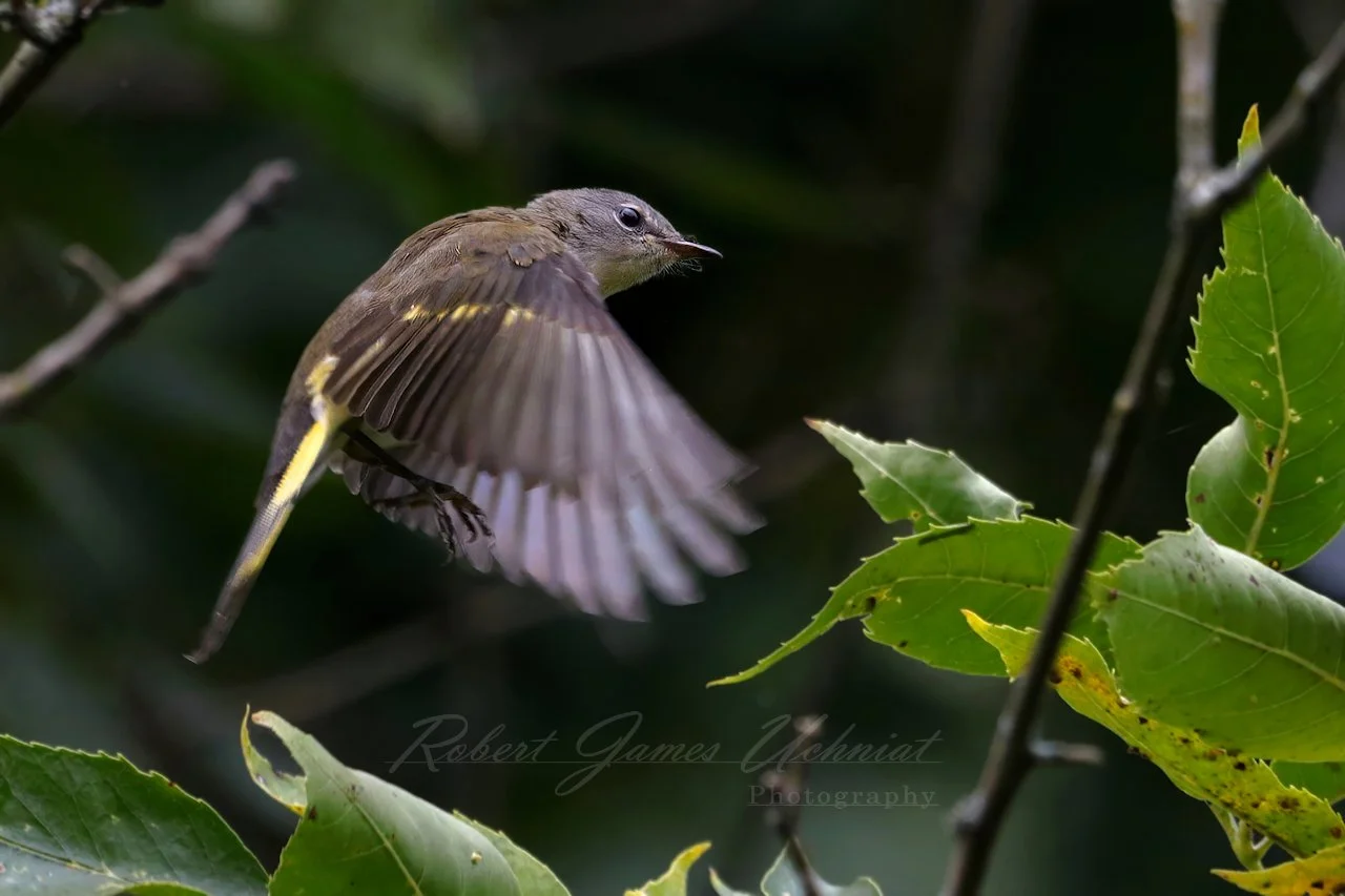 American Redstart female in flight 25.jpg