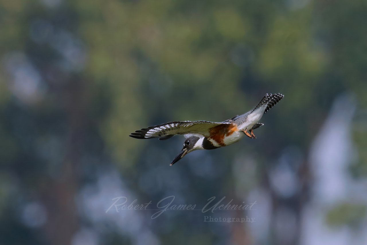 Kingfisher in flight 25.jpg