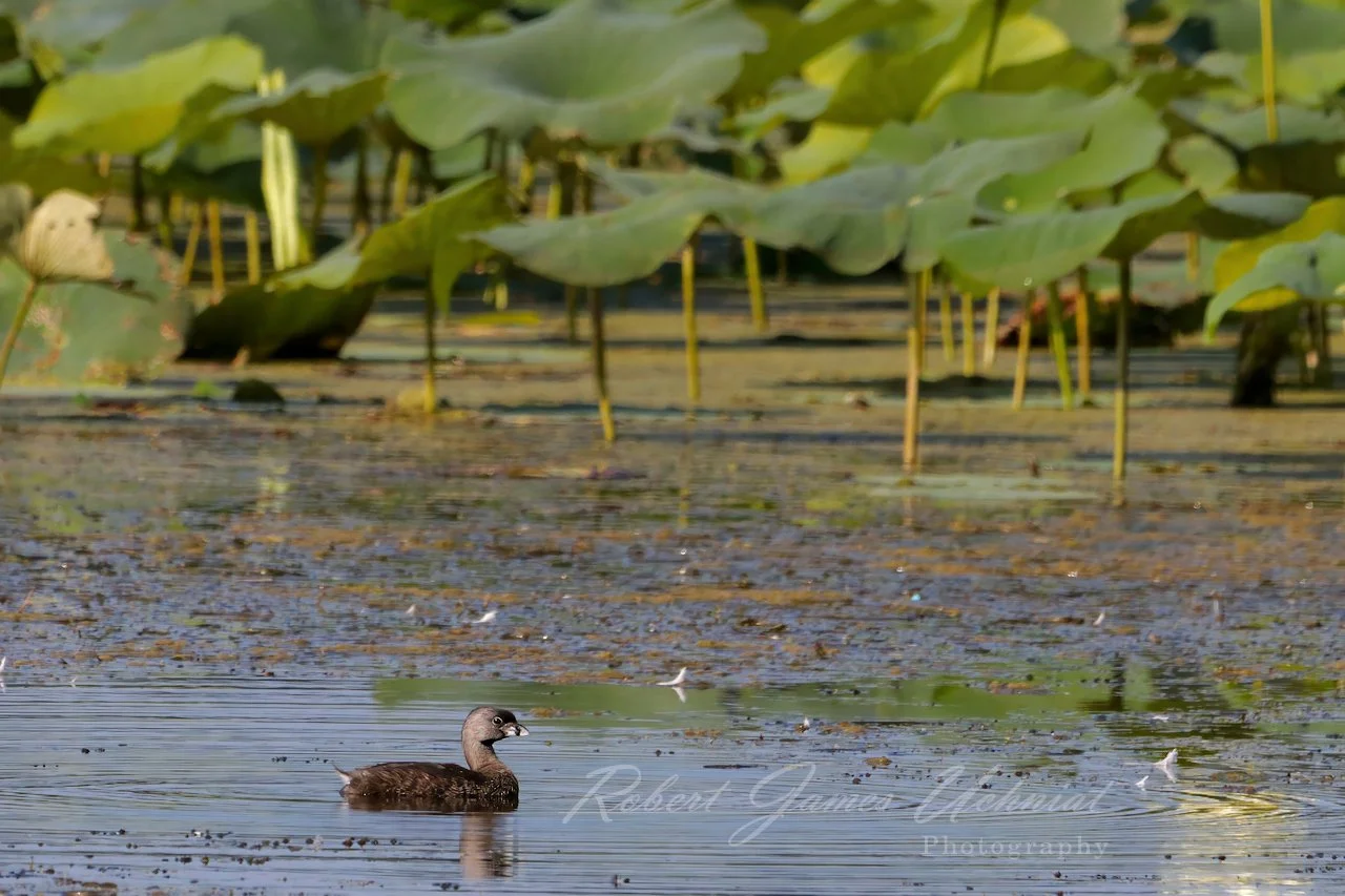Pied Billed Grieb and Lotus 25.jpg