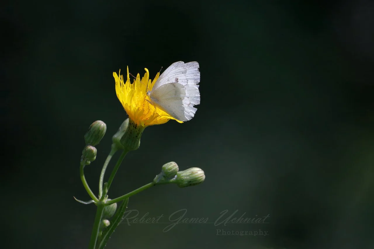 Cabbage White Butterfly on a False Sunflower 