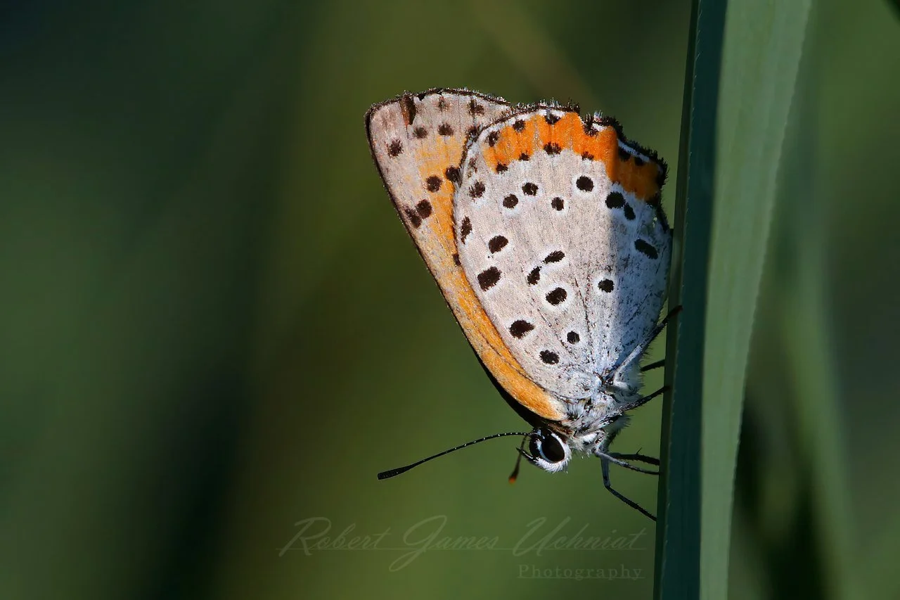Bronze Copper Butterfly on a Stalk
