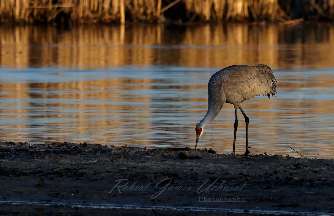 Sandhill Crane in Golden Hour