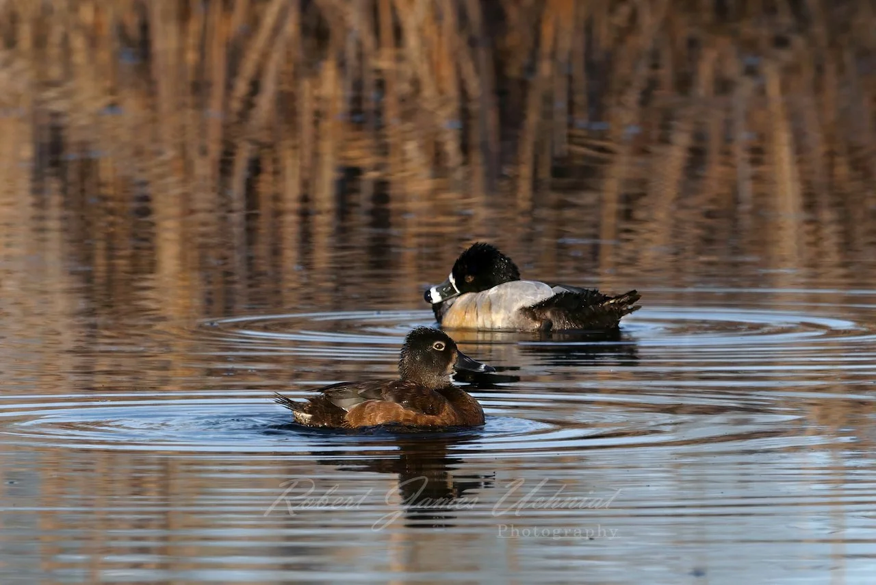 Ring Necked duck pair in calm pond 25.jpg