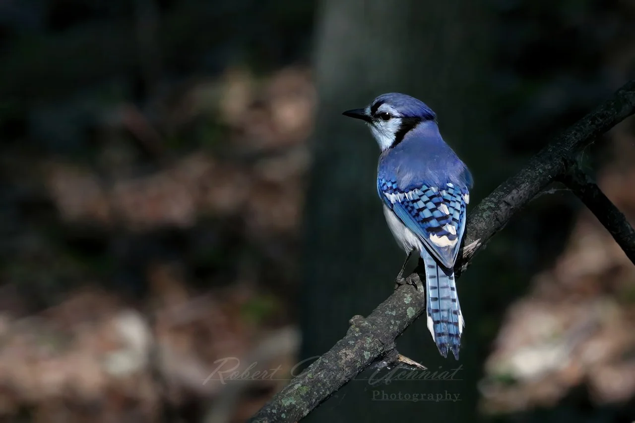 Blue Jay in forest light 25.jpg