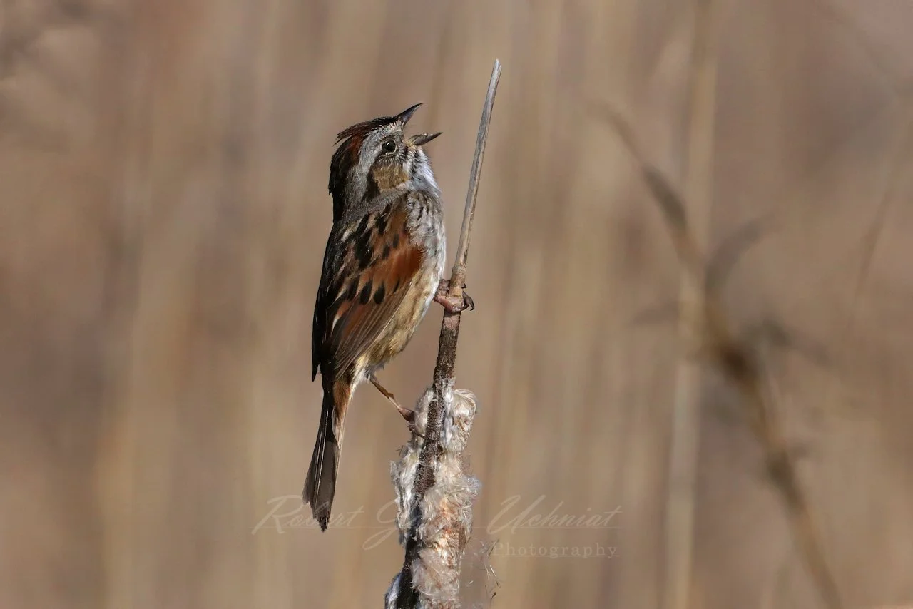 Song Sparrow singing on a Cattail
