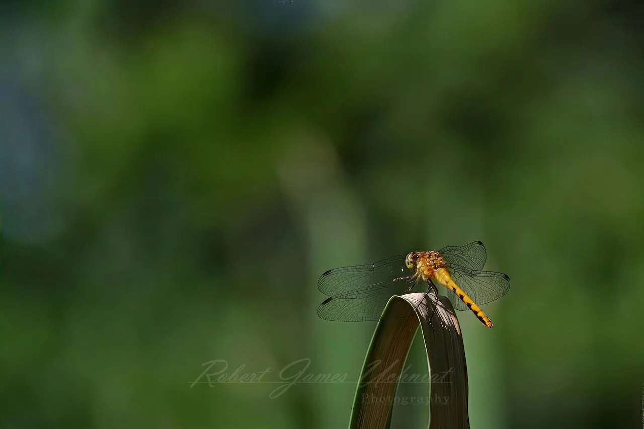 Calico Pennant Dragonfly female corner