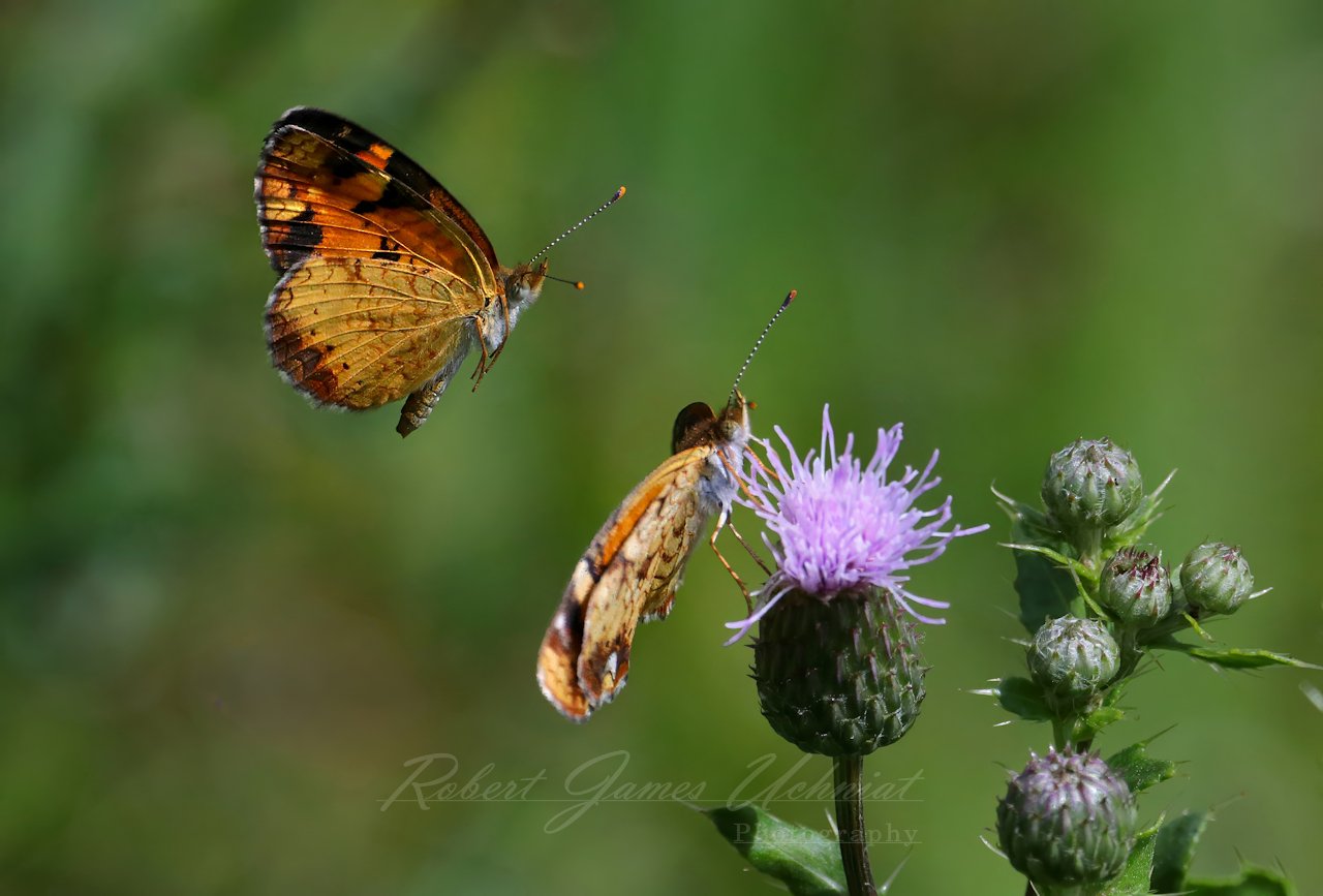 Pearl Cresent Butterflies and Thistle