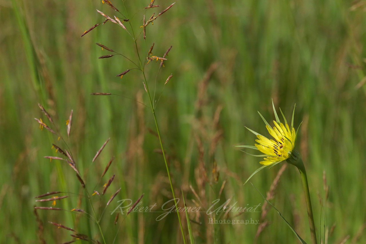 Yellow Salsify corner 24.jpg