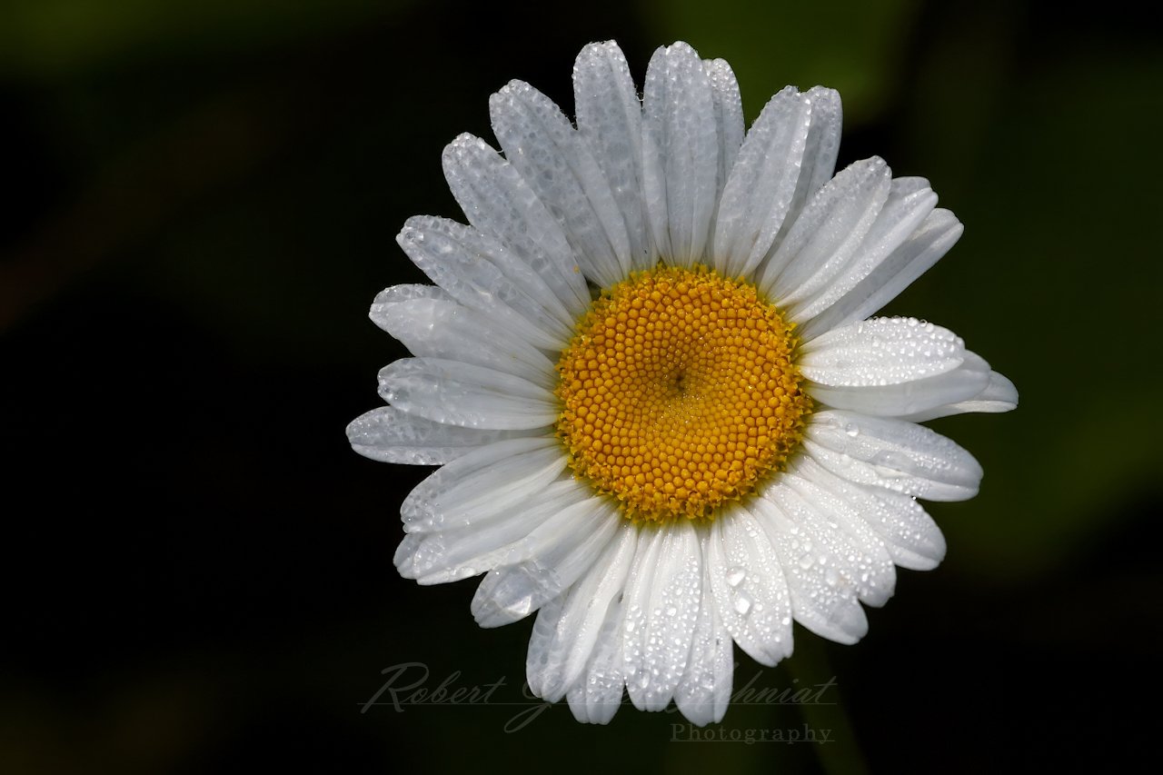 Oxeye Daisy blossom with dew