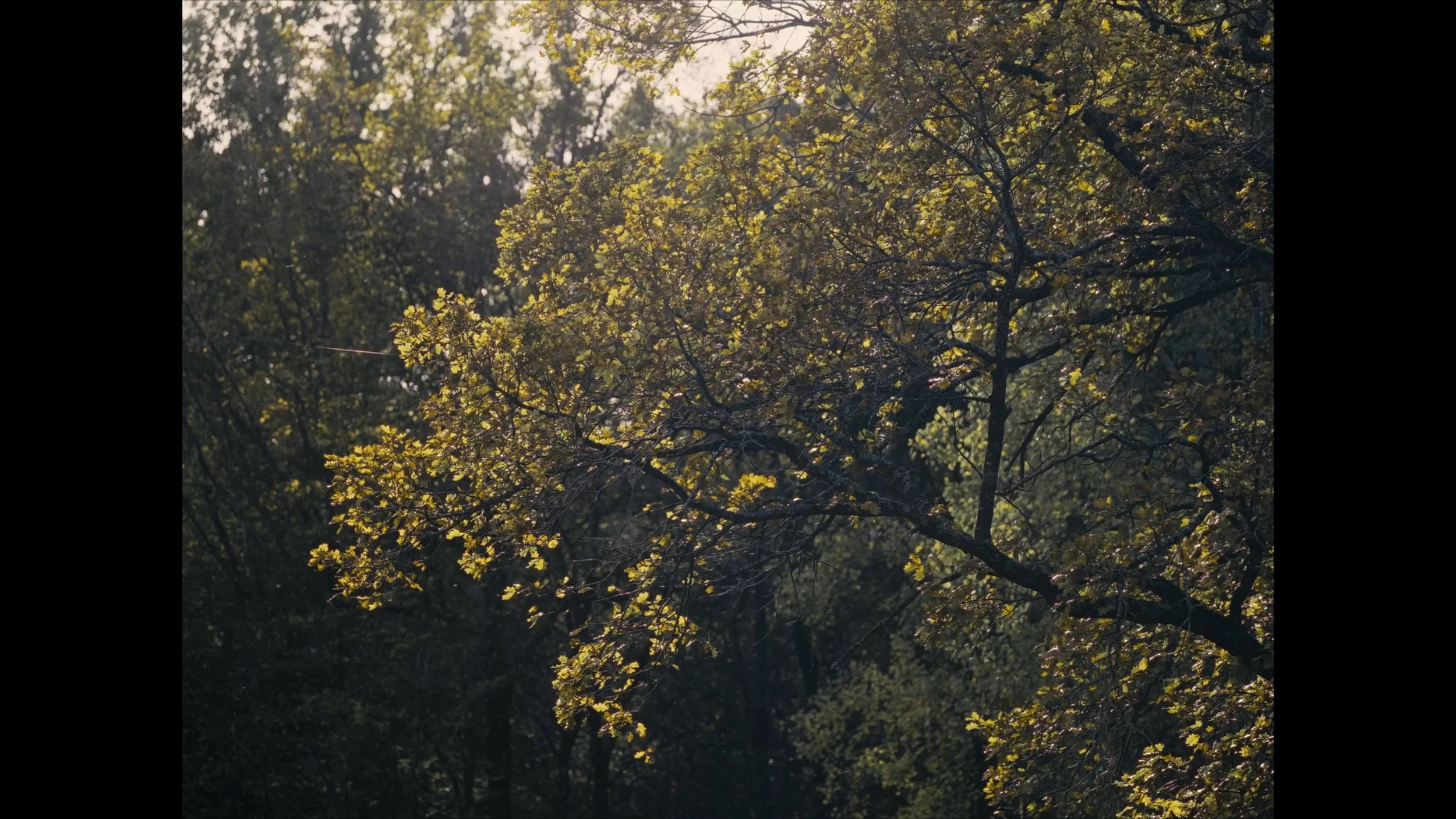 Still 2026-03-05 134332_1.2.1.jpg