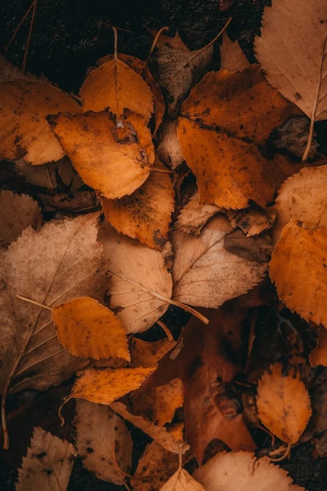 Autumn season and Yin Yoga- meridians and postures
