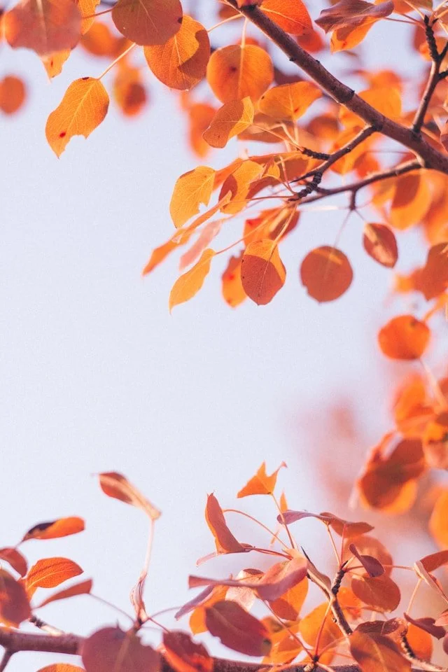 Yin practices and Autumn season - element, organs and emotions