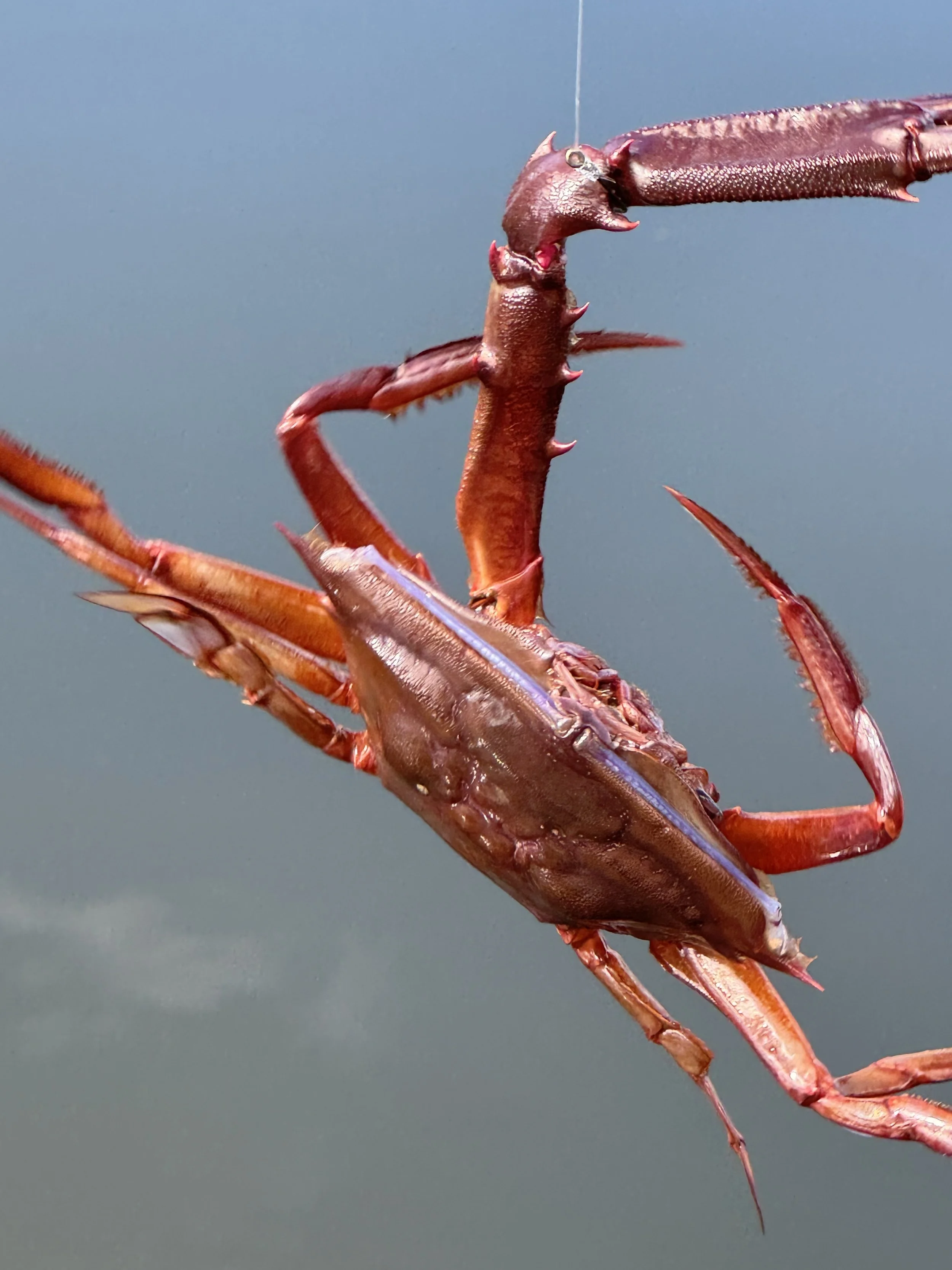 Crab.jpeg