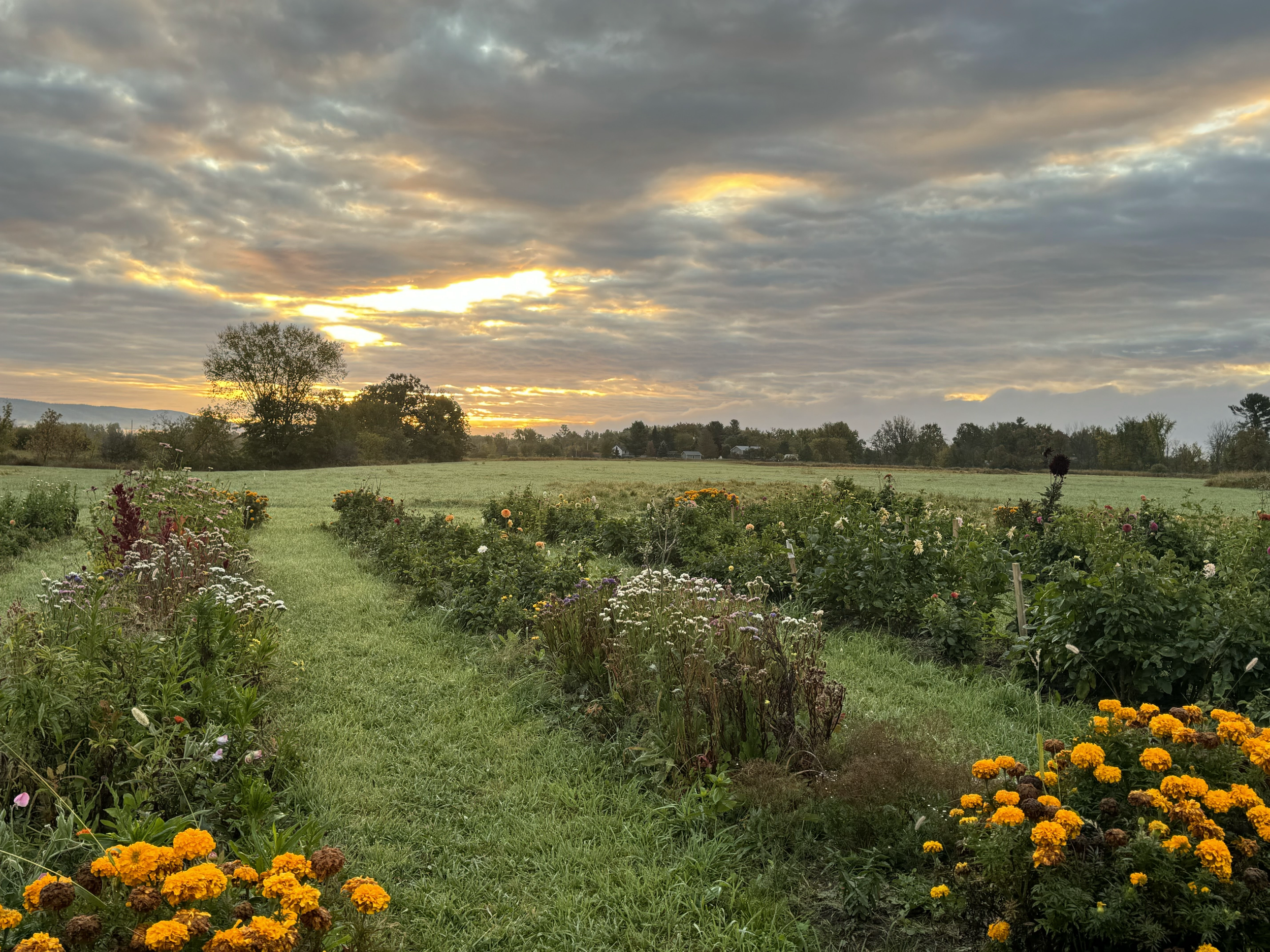 IMG_2661.PNG (Copy) (Copy)