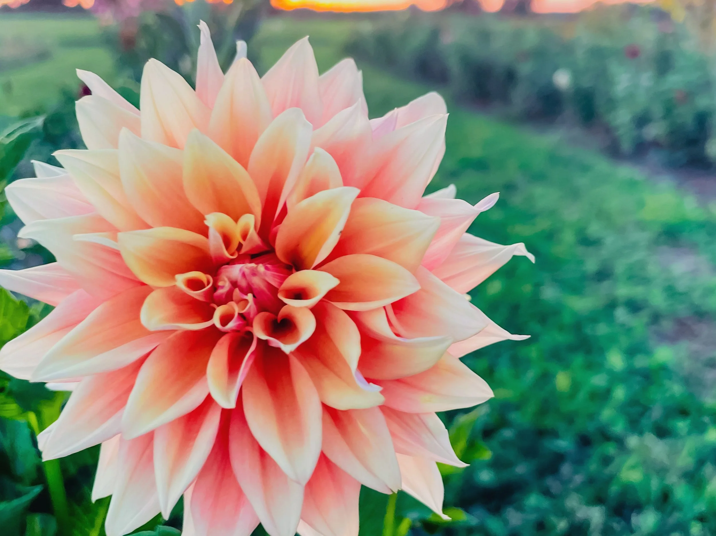 The Flowers Don't Ask Anything of You