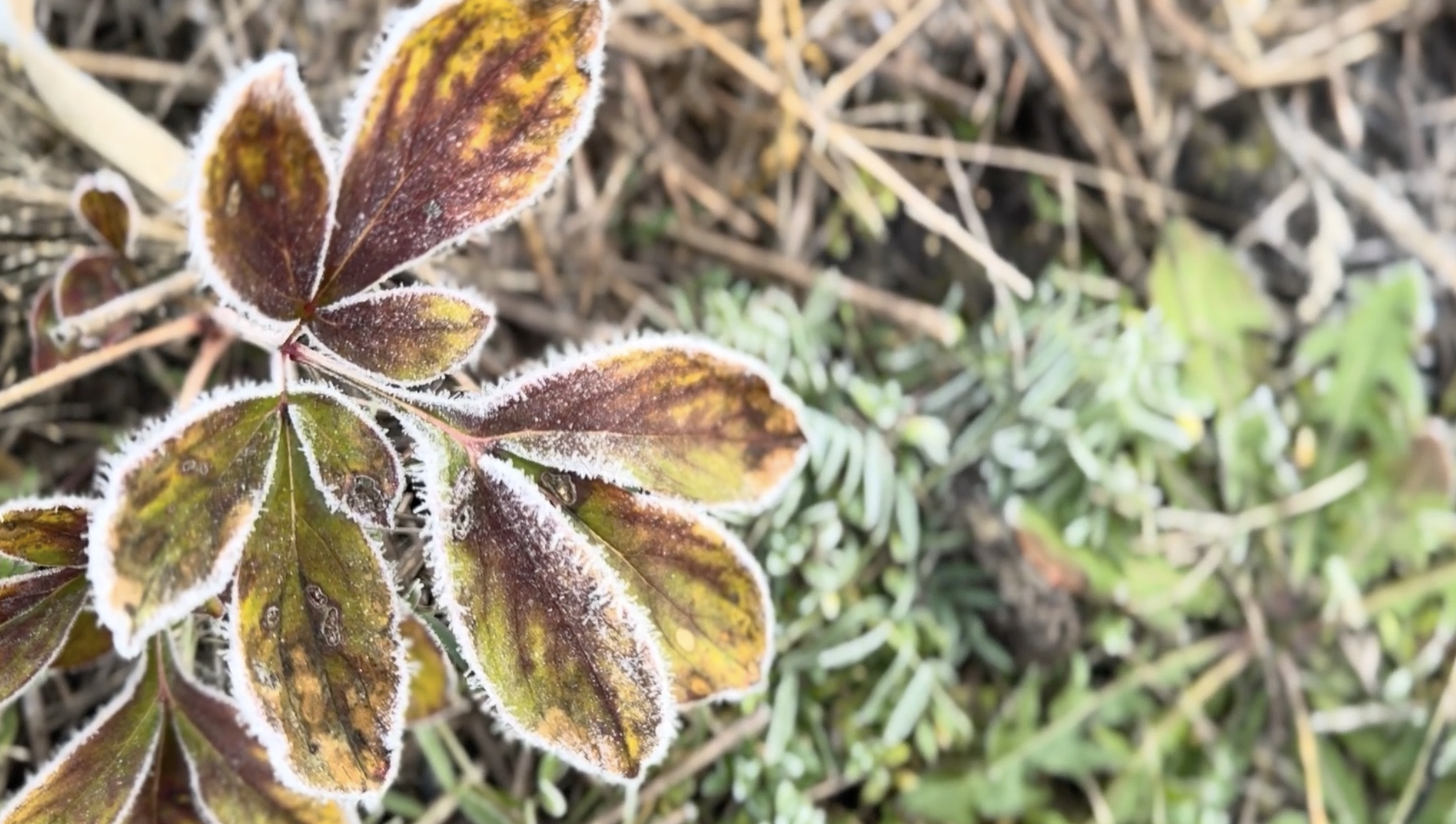 Screenshot 2026-01-13 at 12.50.15 PM.png