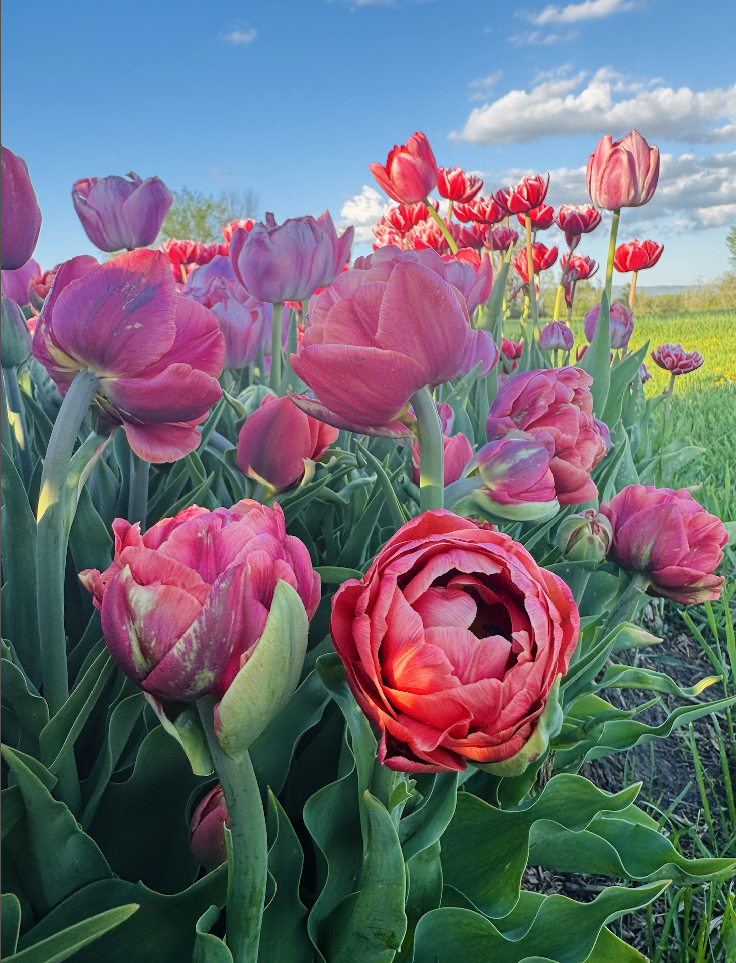 Screenshot 2026-04-14 at 10.44.55 AM.png