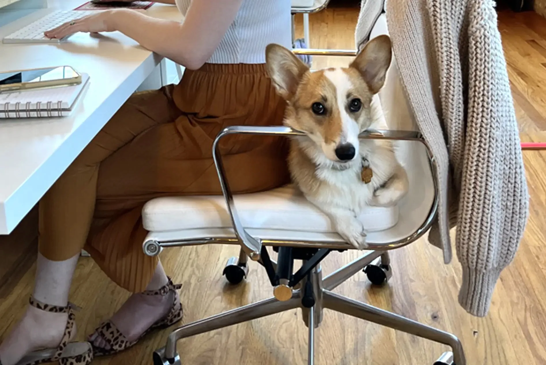 A corgi dog sitting on an office chair in front of a person working on a laptop at a desk.
