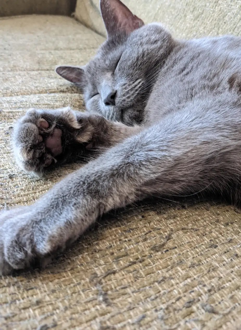 A gray cat sleeping peacefully on a textured carpet, with one paw stretched out and eyes closed.