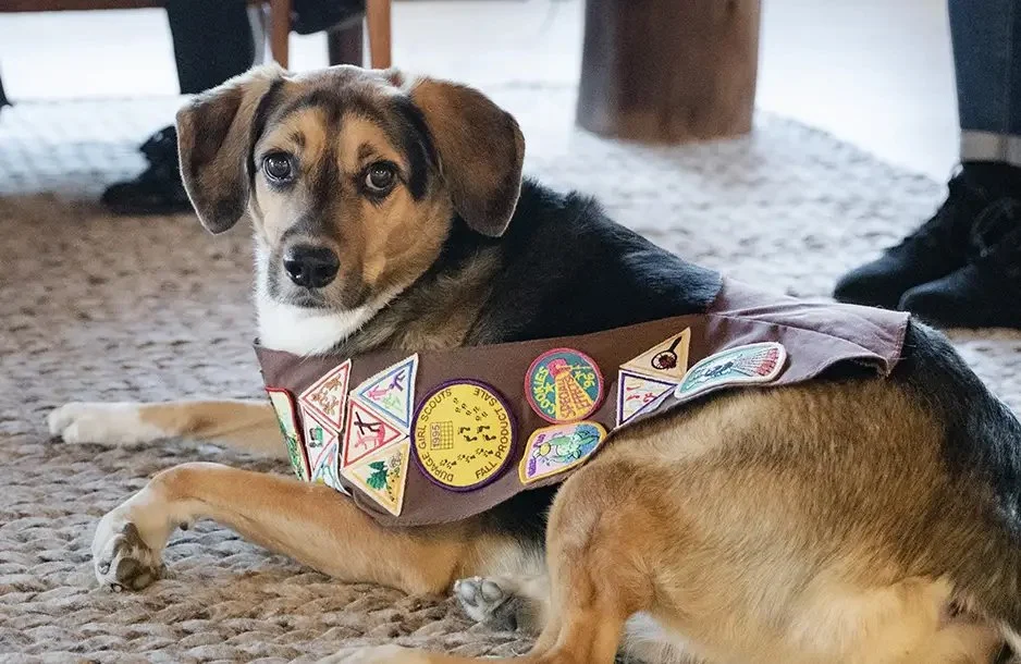 A dog lying on a carpet wearing a Boy Scout vest with badges, looking at the camera.