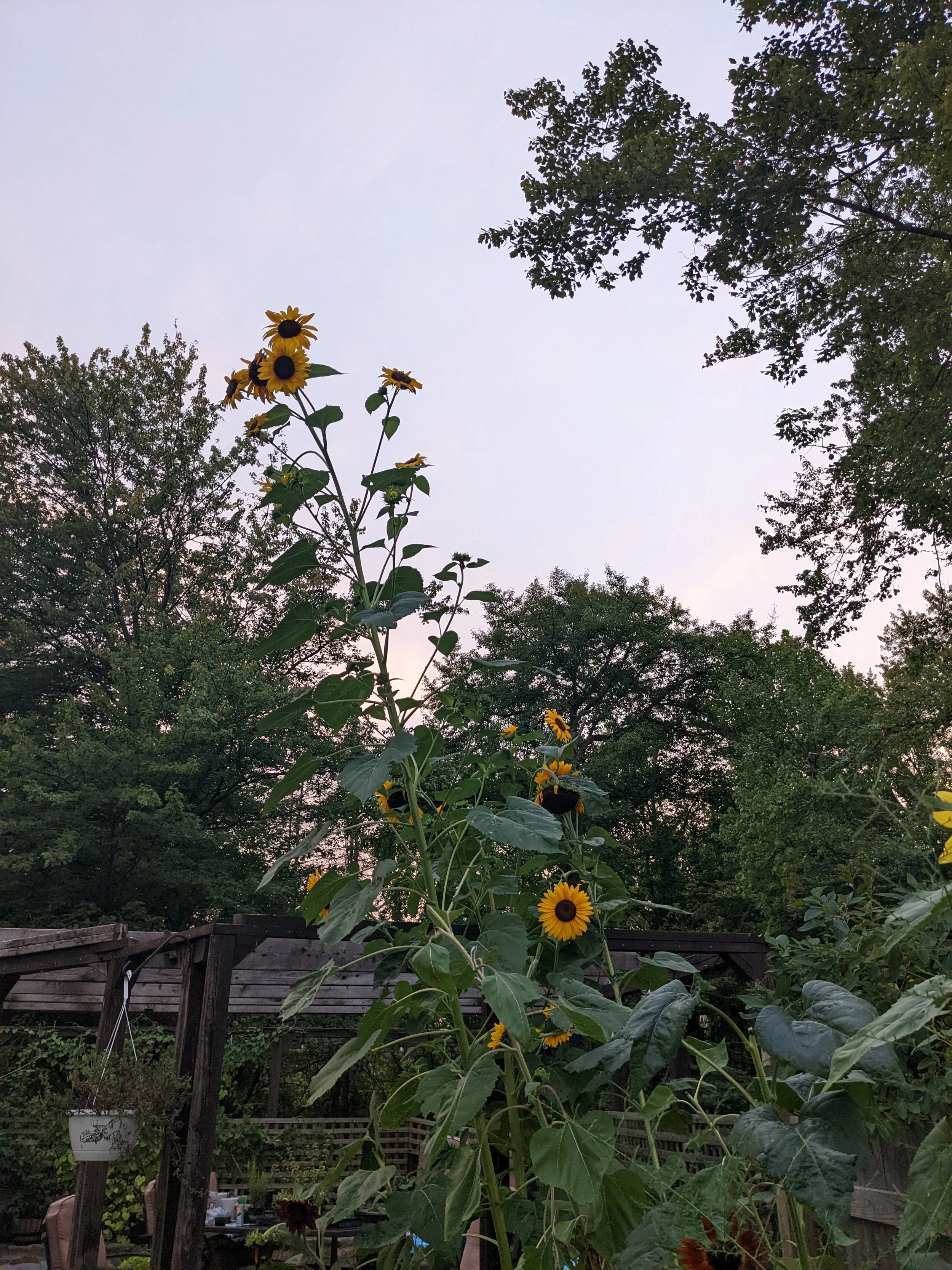 Sunflowers growing tall outdoors in a garden with trees and a wooden fence in the background.