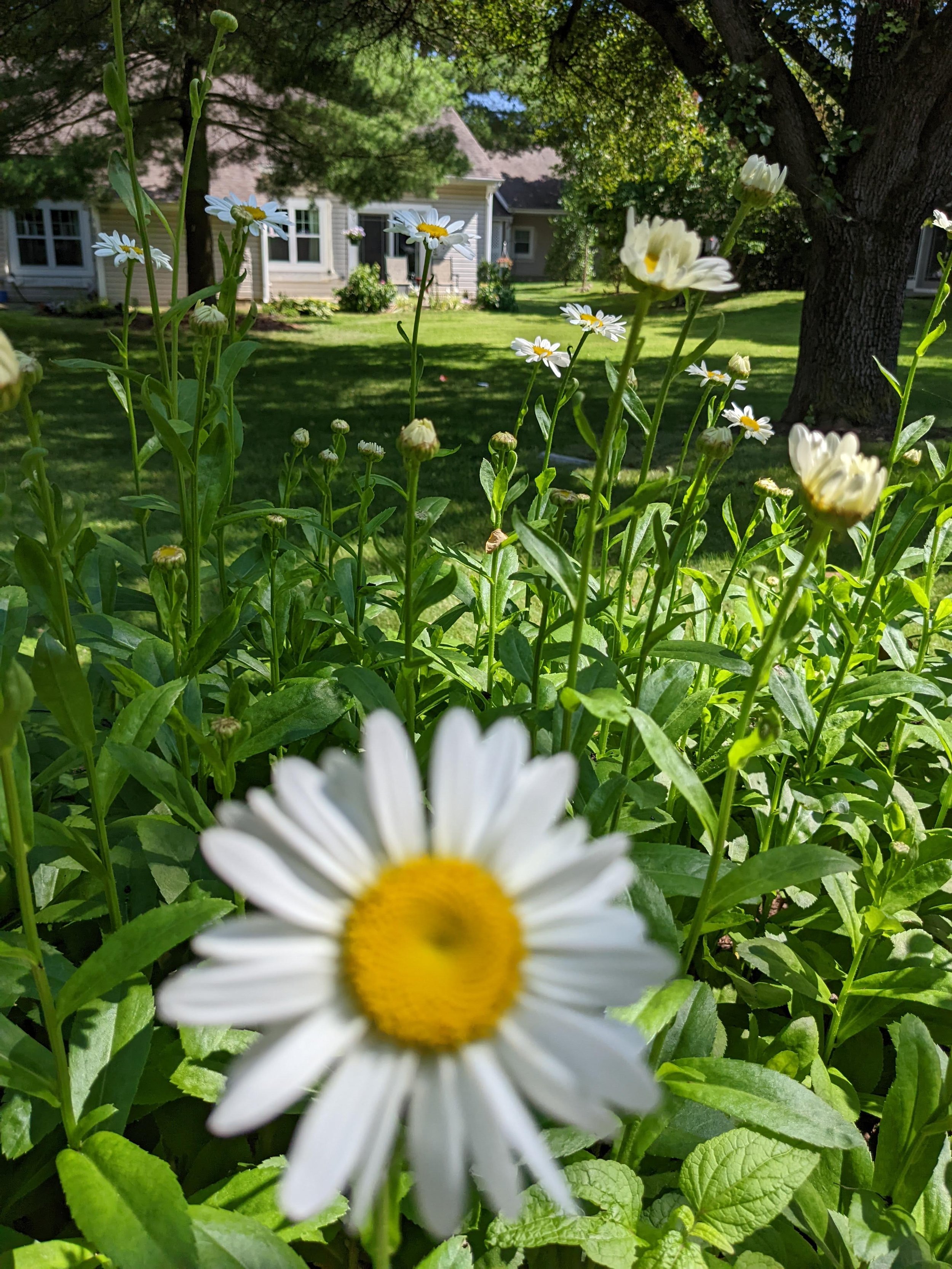 Close-up of a daisy flower with white petals and a yellow center in a garden, with a house and trees in the background.