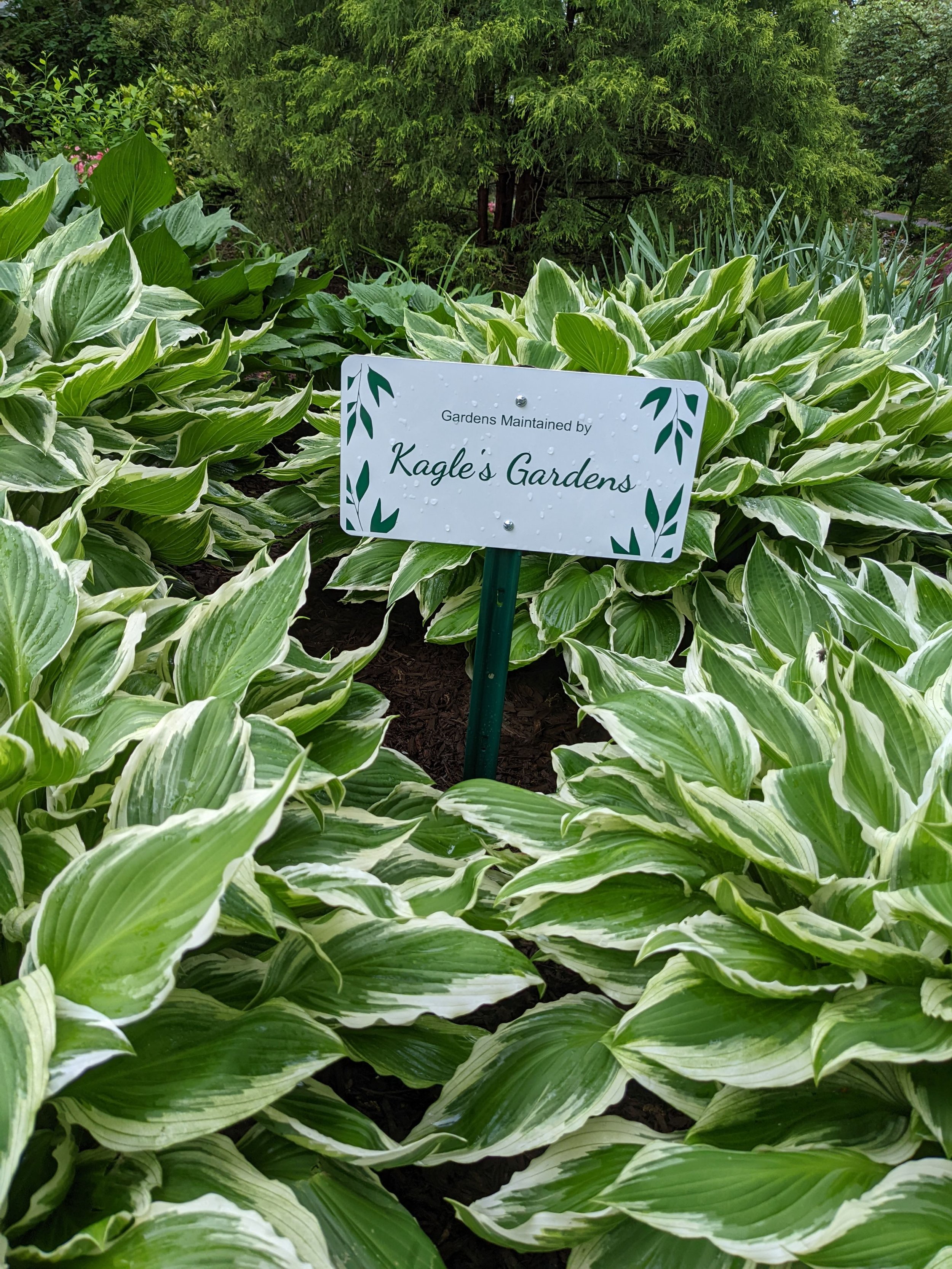 A garden with lush green and white variegated hosta plants and a sign that reads 'Gardens Maintained by Kagle's Gardens'.
