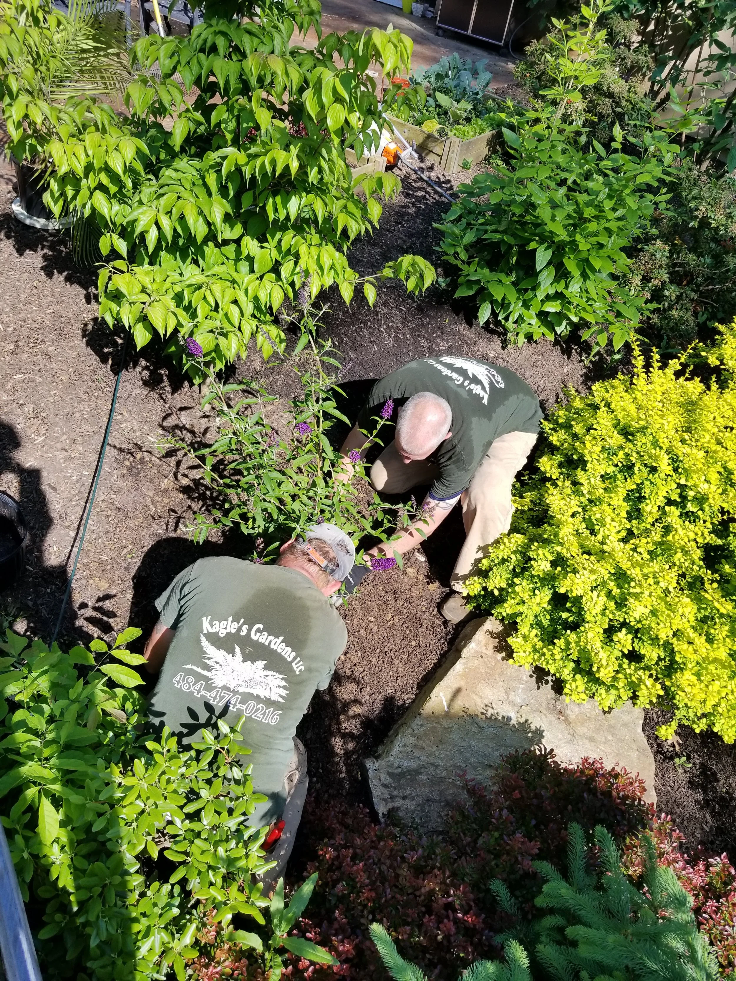 Two gardeners planting or tending to a shrub in a garden bed surrounded by various green and flowering plants.