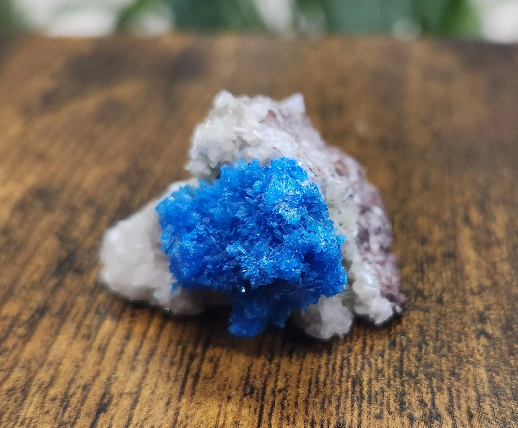 Cavansite crystal displaying vivid electric-blue formations on a pale matrix, highlighting its striking colour and delicate crystal structure.