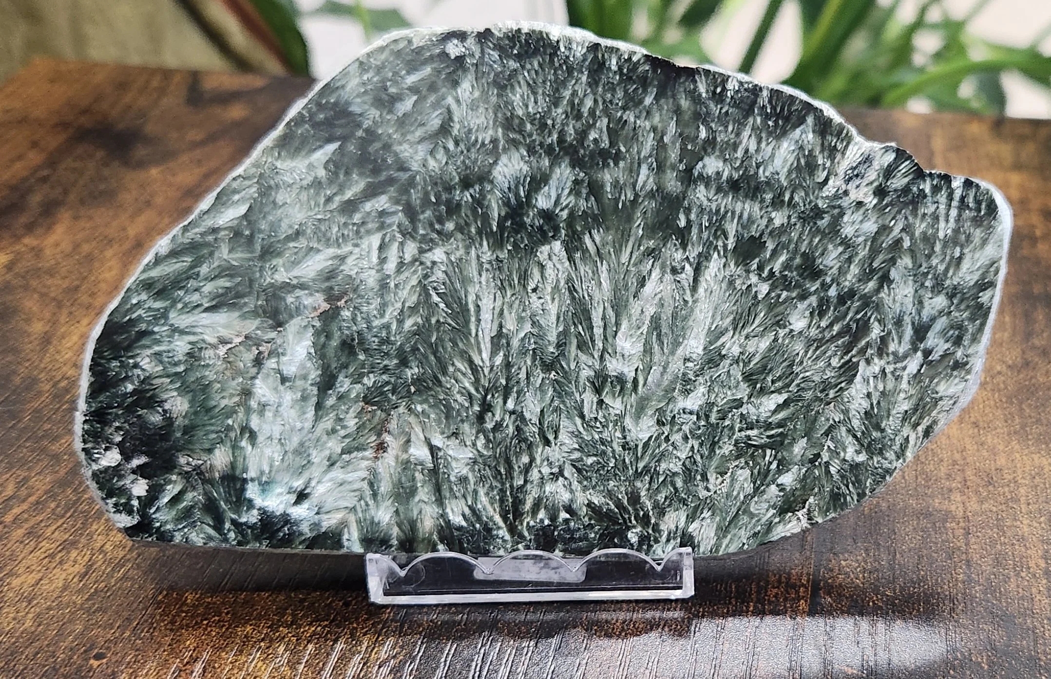 Deep green Seraphinite stone with silver feather-like patterns polished into cabochon and tumbled forms.