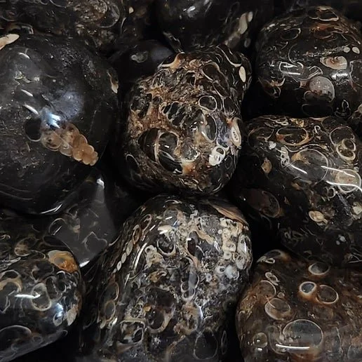 Brown Turritella Agate stone with visible spiral fossil shell inclusions embedded throughout.
