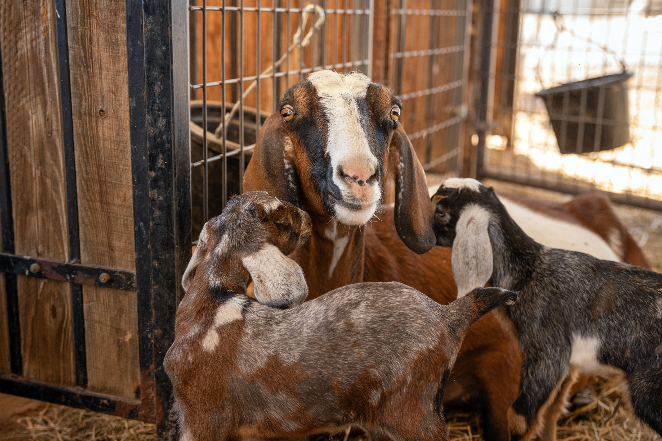 Crows Dairy 2024_Jill McNamara Photography_04.JPG