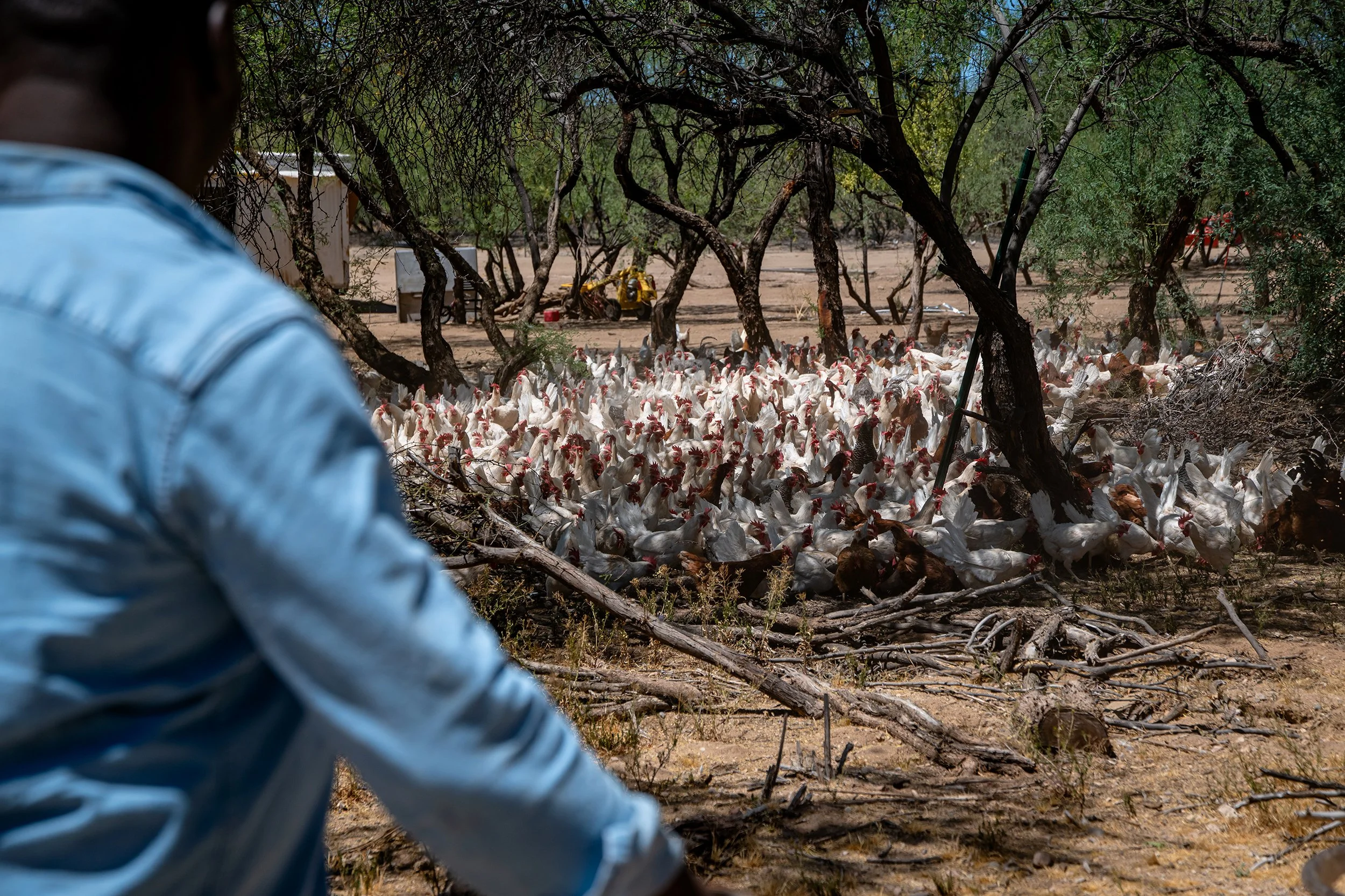 Henrys Egg Farm_web_Jill McNamara Photography_25.JPG