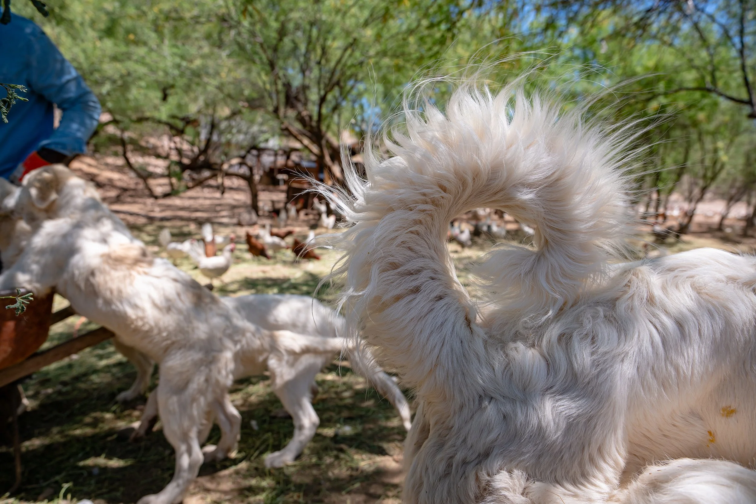 Henrys Egg Farm_web_Jill McNamara Photography_30.JPG