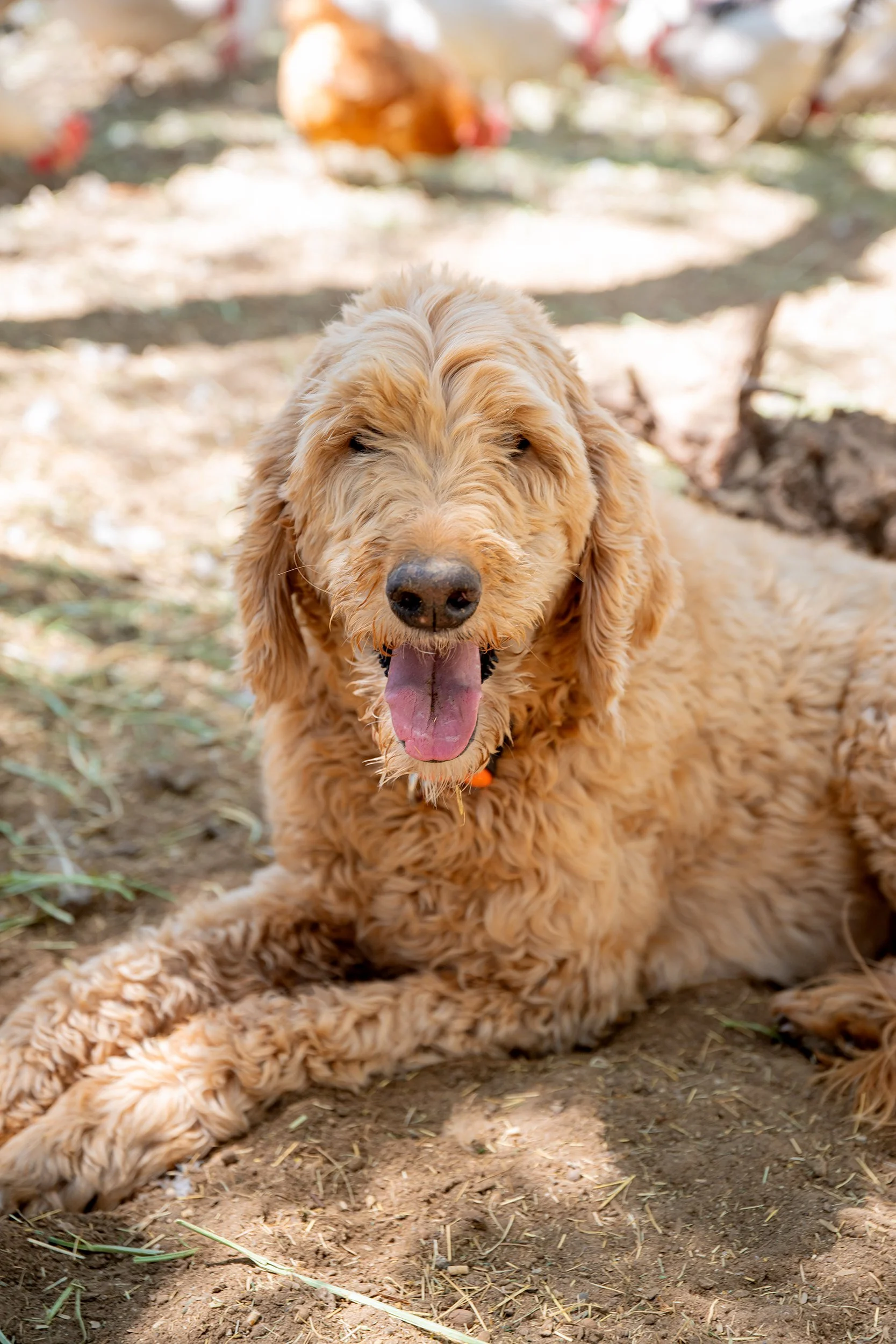 Henrys Egg Farm_web_Jill McNamara Photography_42.JPG