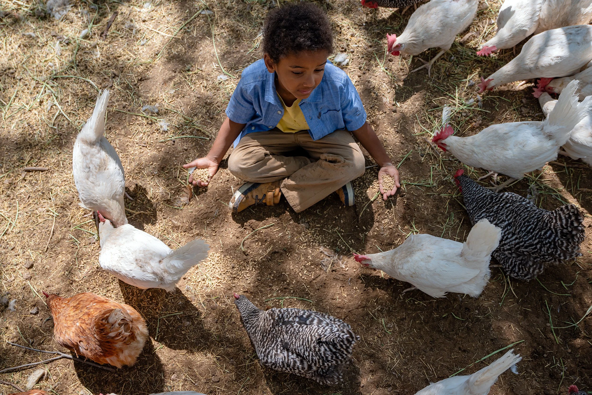 Henrys Egg Farm_web_Jill McNamara Photography_43.JPG