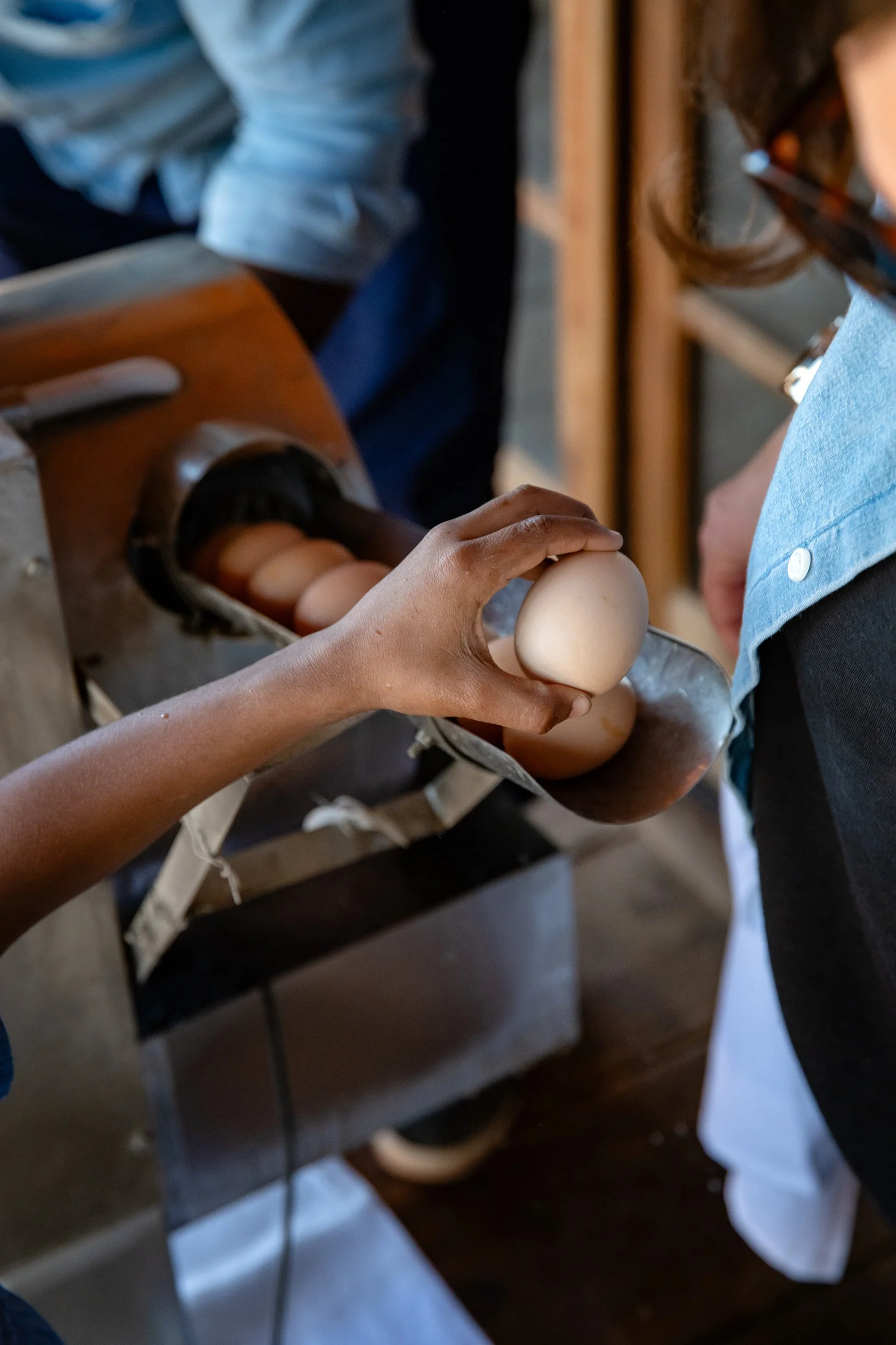 Henrys Egg Farm_web_Jill McNamara Photography_20.JPG