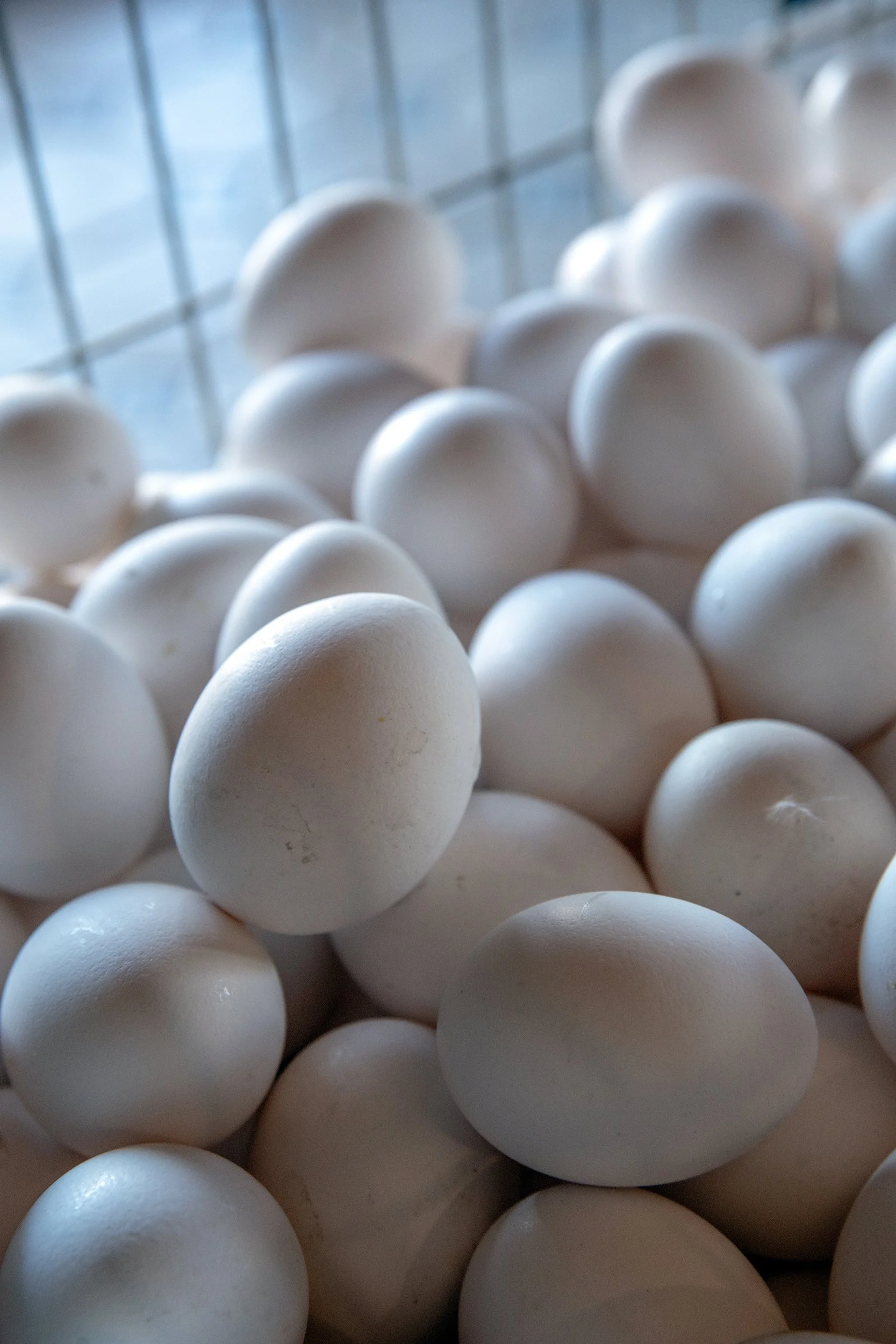 Henrys Egg Farm_web_Jill McNamara Photography_14.JPG