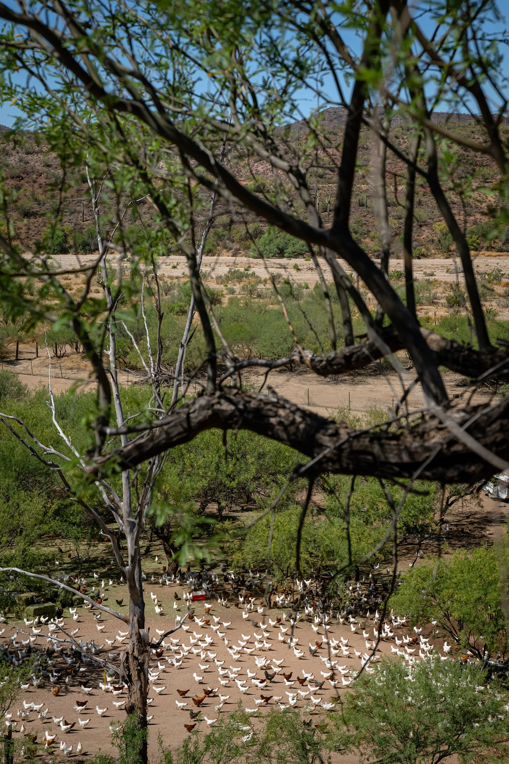 Henrys Egg Farm_web_Jill McNamara Photography_23.JPG