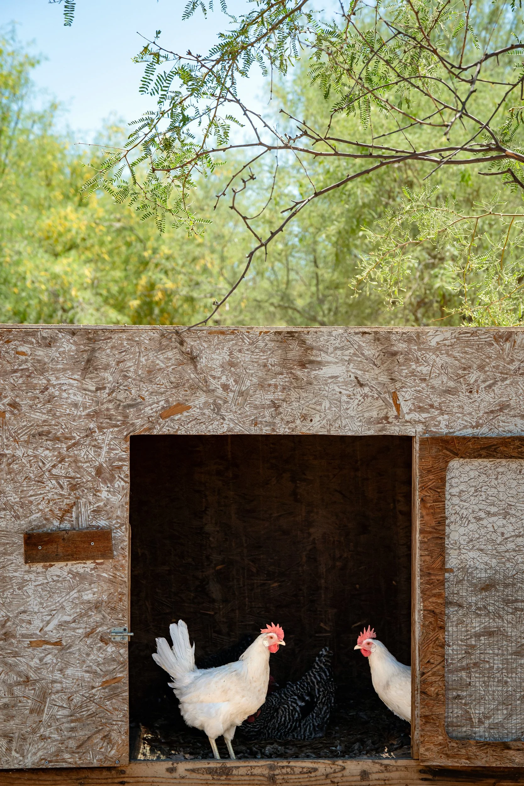 Henrys Egg Farm_web_Jill McNamara Photography_36.JPG