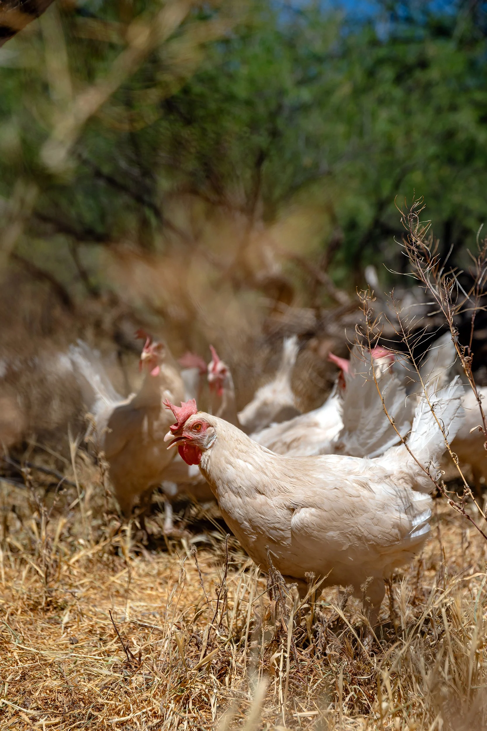 Henrys Egg Farm_web_Jill McNamara Photography_28.JPG