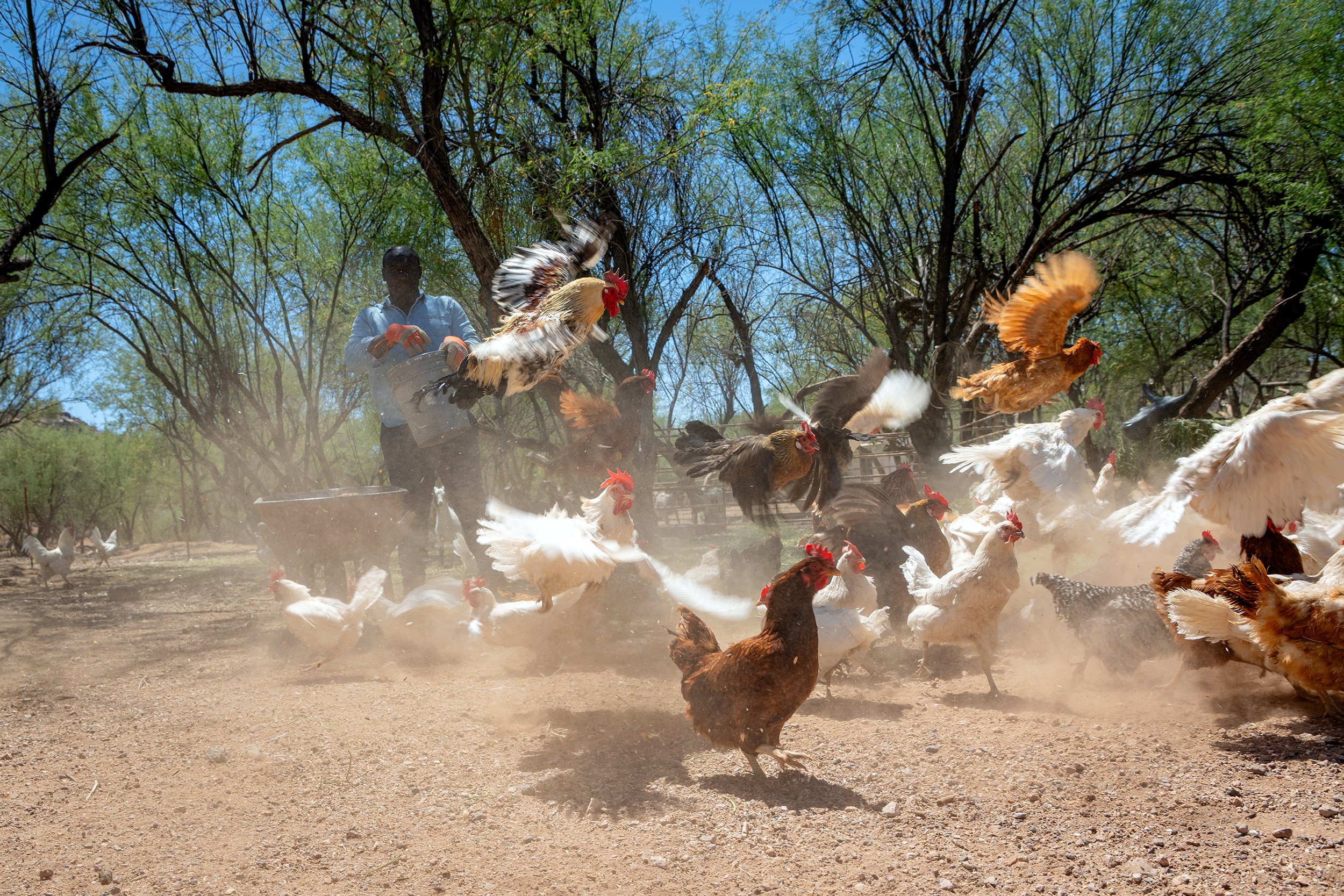 Henrys Egg Farm_web_Jill McNamara Photography_24.JPG