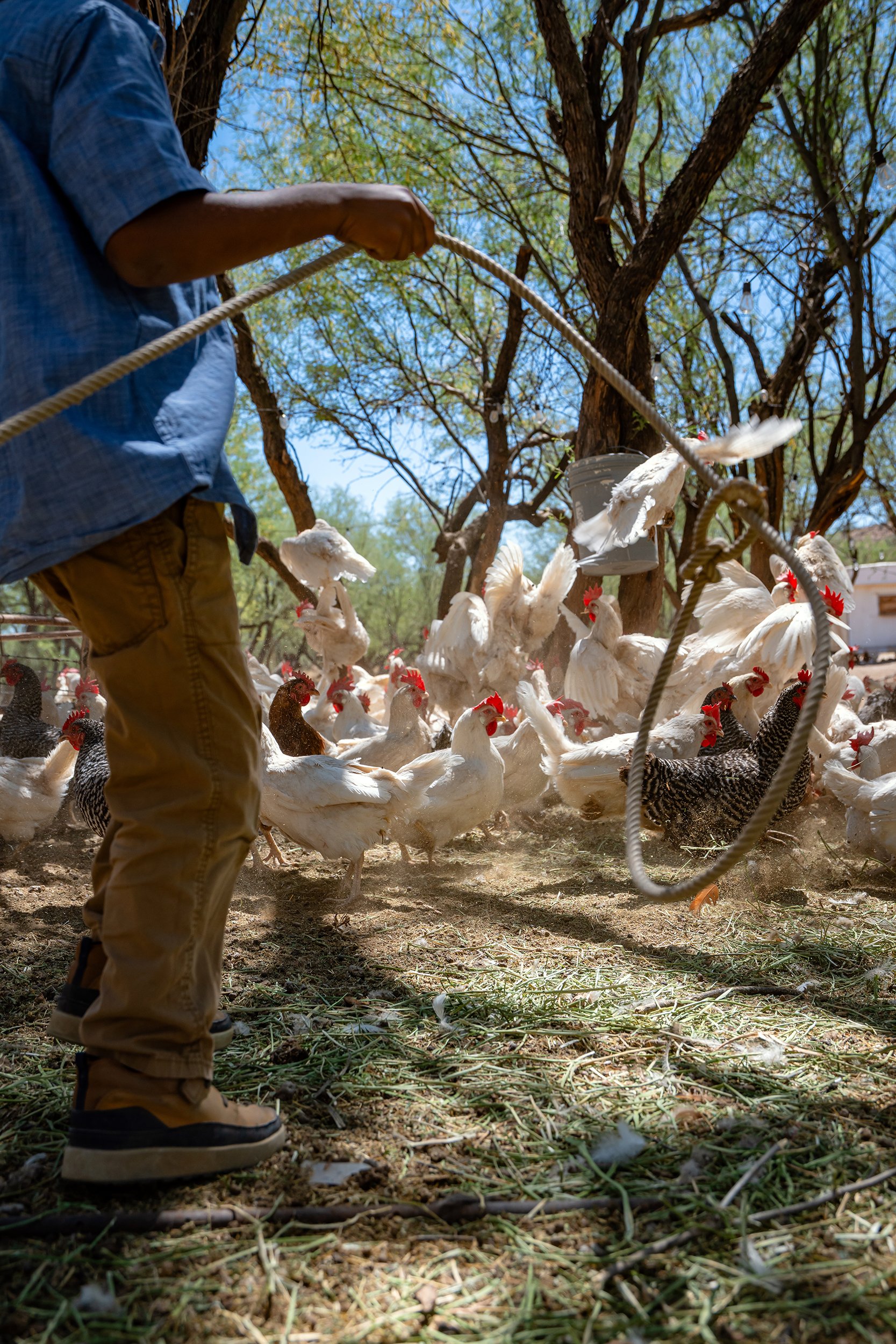 Henrys Egg Farm_web_Jill McNamara Photography_39.JPG