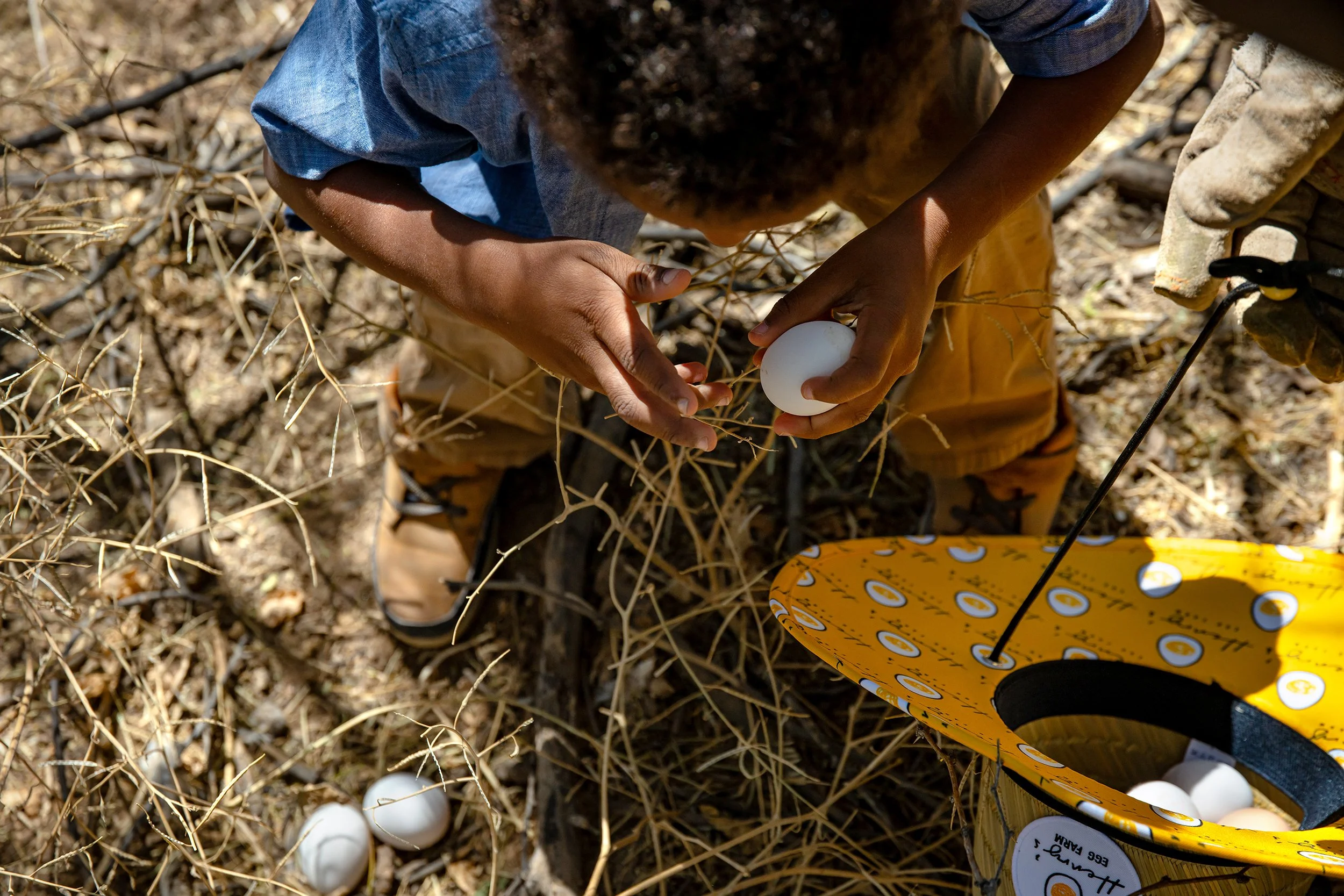 Henrys Egg Farm_web_Jill McNamara Photography_35.JPG