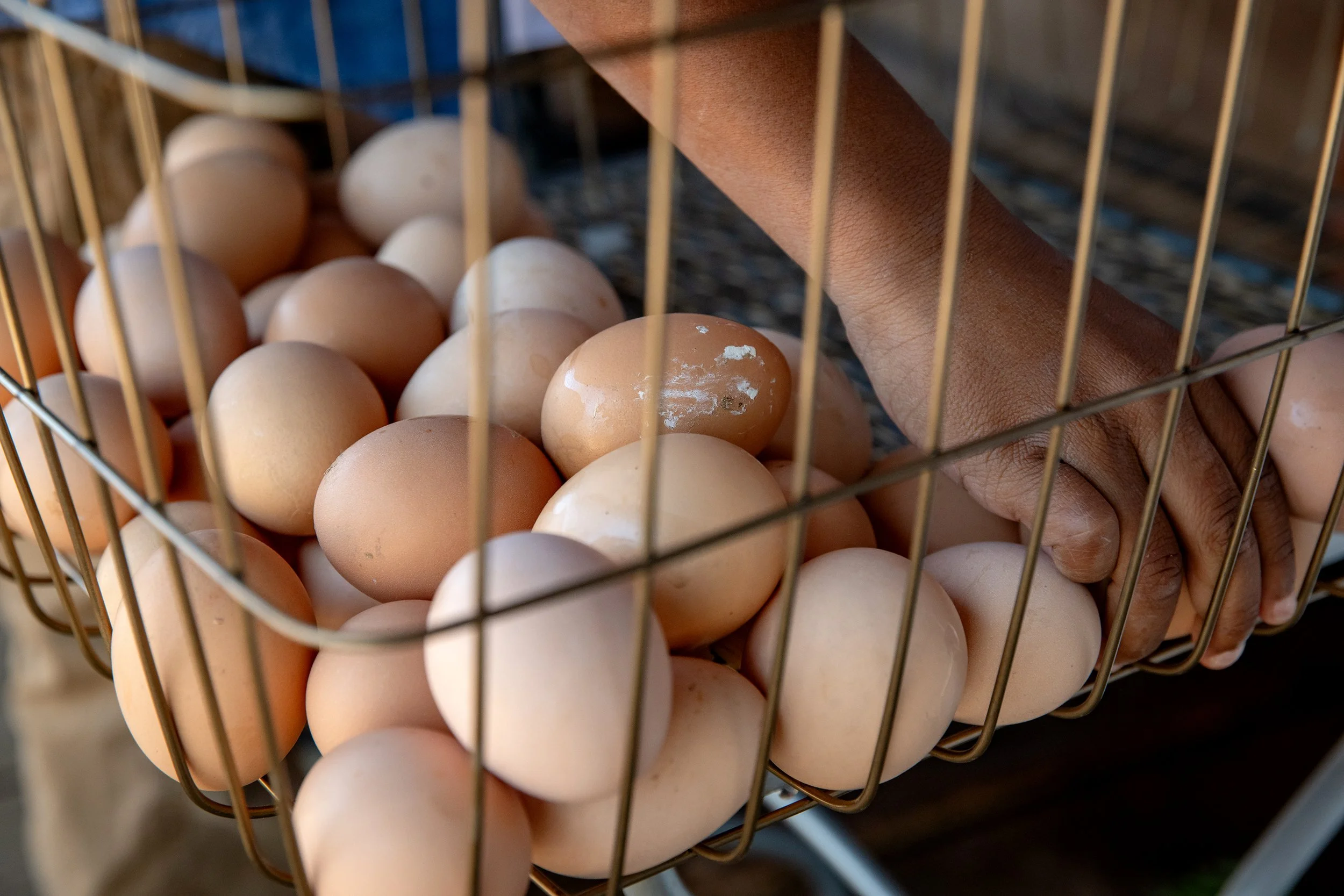 Henrys Egg Farm_web_Jill McNamara Photography_19.JPG