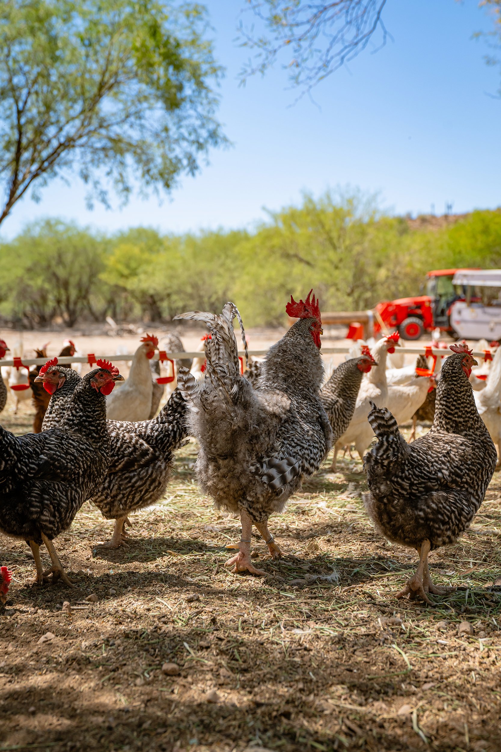 Henrys Egg Farm_web_Jill McNamara Photography_37.JPG
